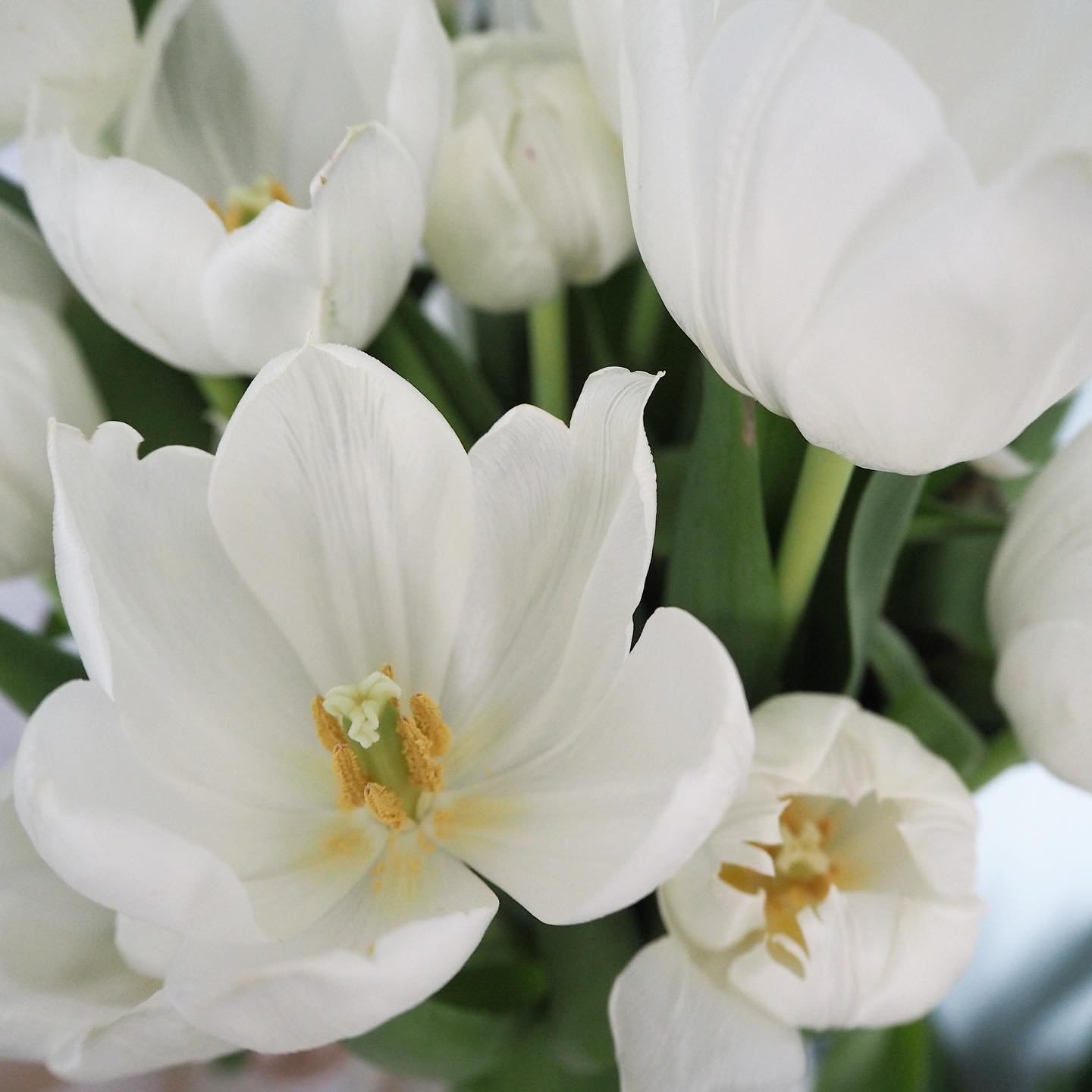S T Y L I N G with Tulips🌷
&bull;
&bull;
&bull;

#interiordesign #interiordesigner #interiorstyling #interior #interiordecorating #interiors #interiorstyling #interiordecor #interiorinspo #interiorinspiration #interiorstyle #interiorlovers #interior