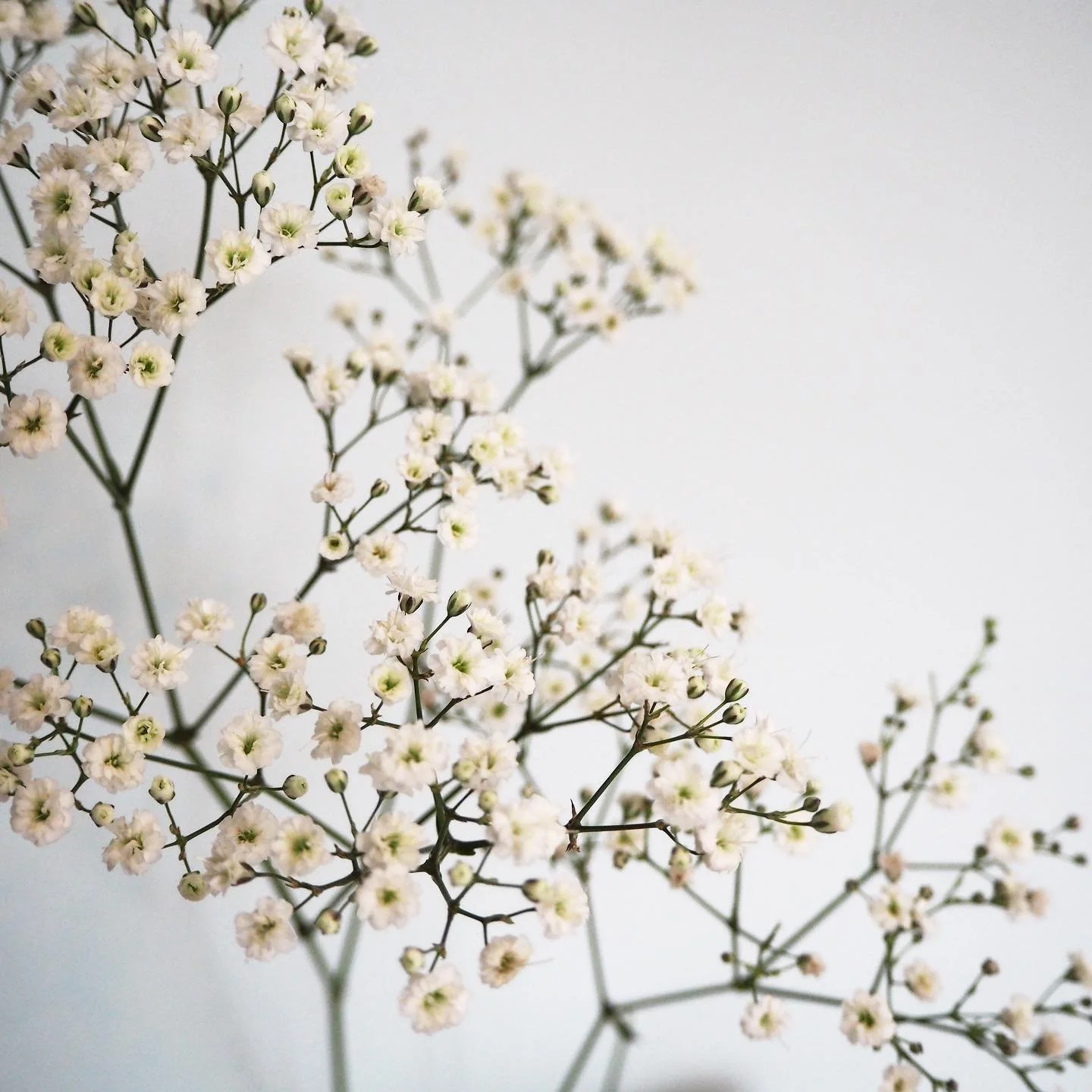 Inspiration post. How pretty would this look printed on a wallpaper ✨
&bull;
&bull;
&bull;
#interiordesign #interiordesigner #interiorstyling #interior #interiordecorating #interiors #interiorstyling #interiordecor #interiorinspo #interiorinspiration