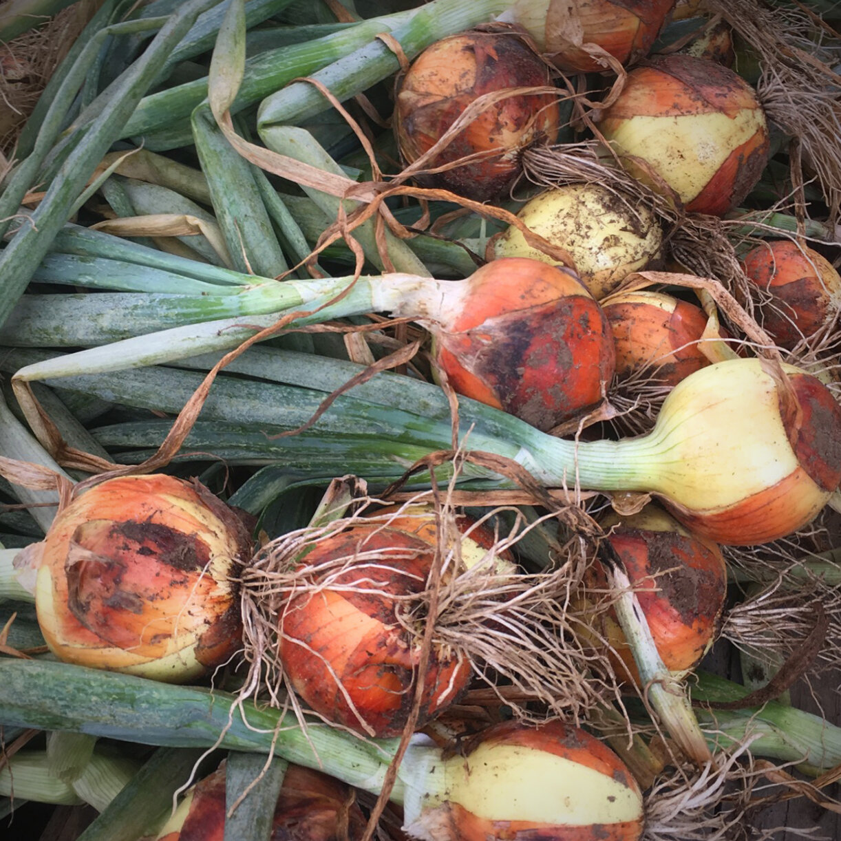 Yellow Onions