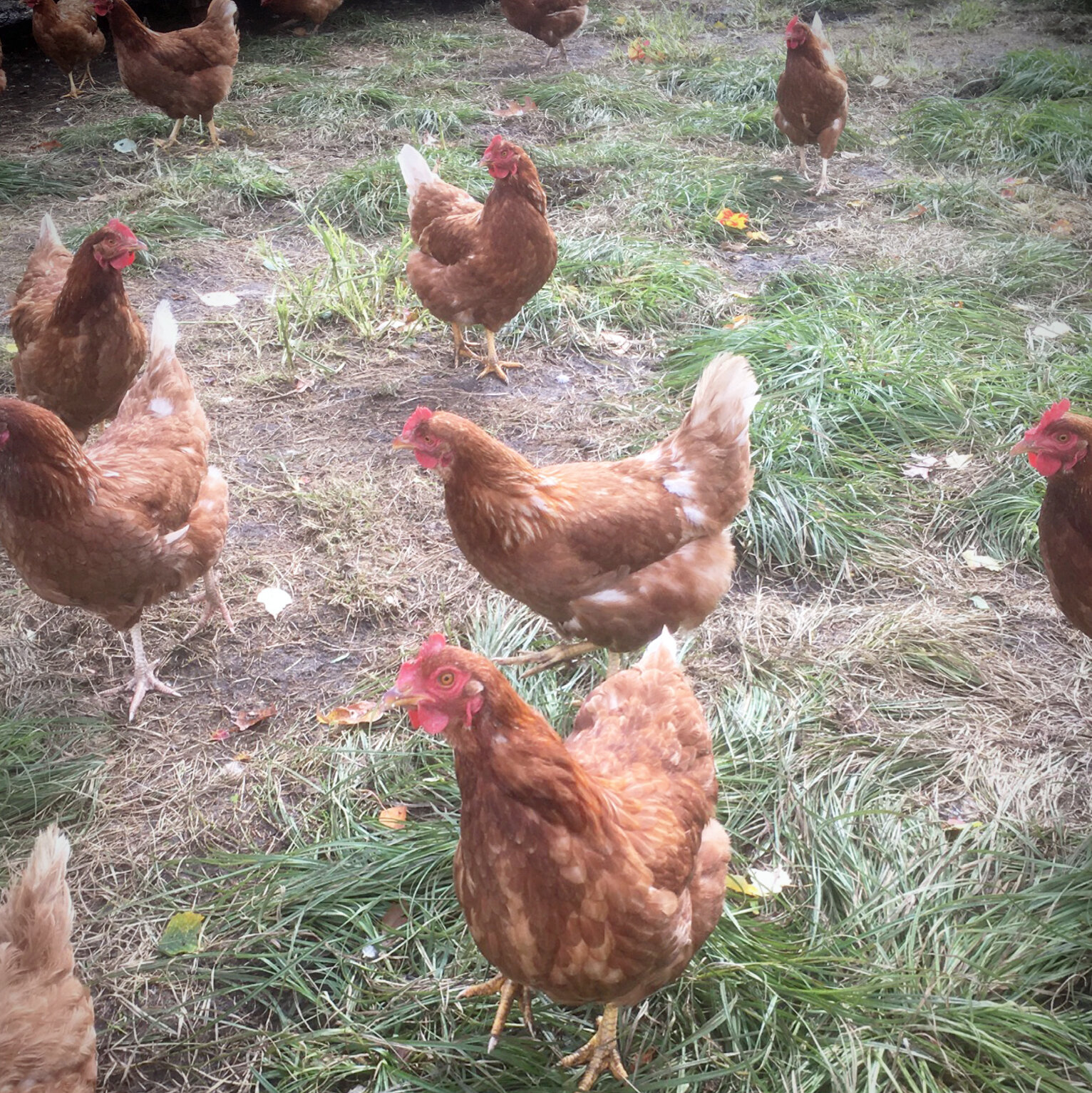 Eggs_Chickens_Edited.jpg