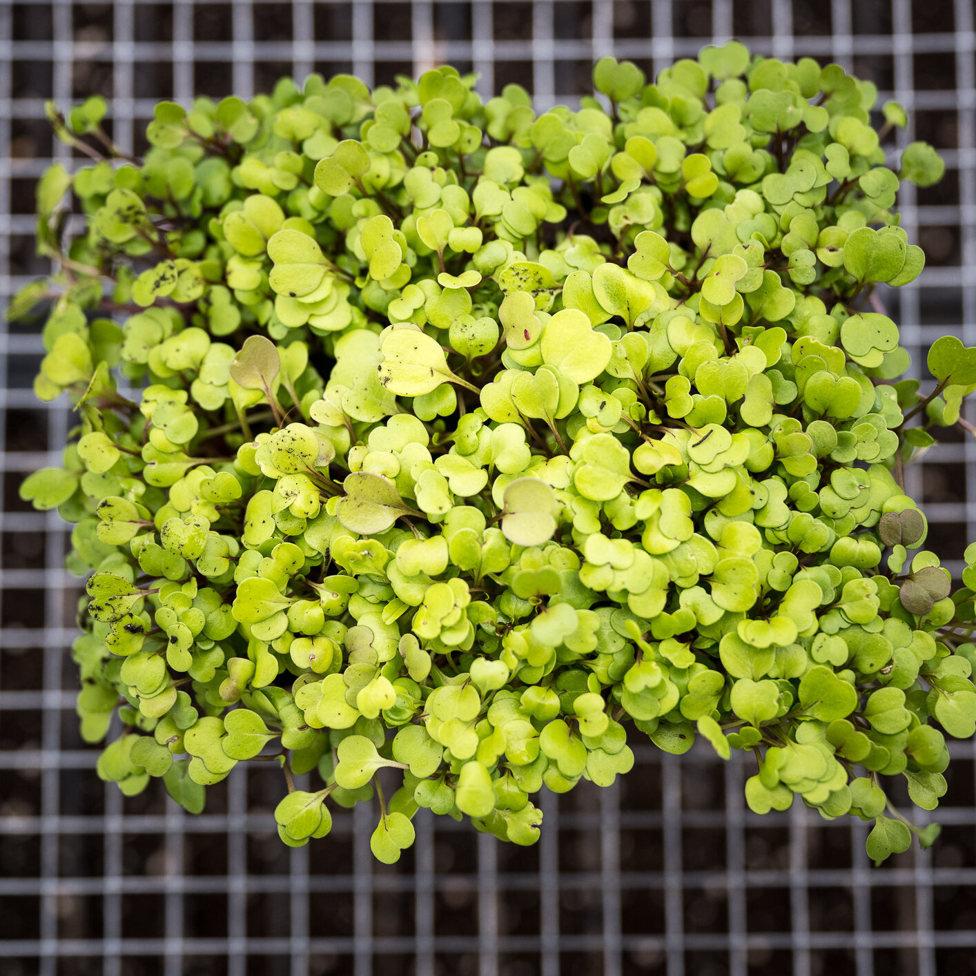 zf_arugula-1.jpg