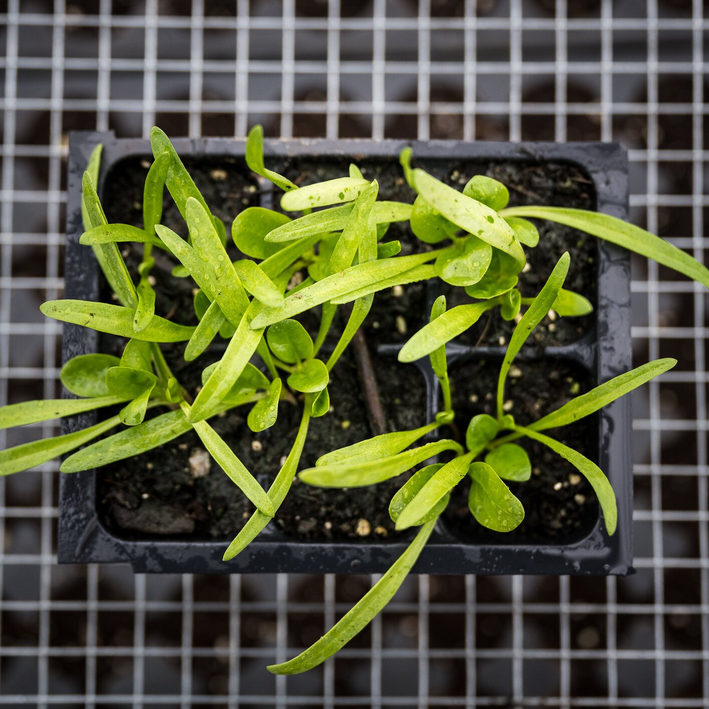 zf_spinach-1.jpg