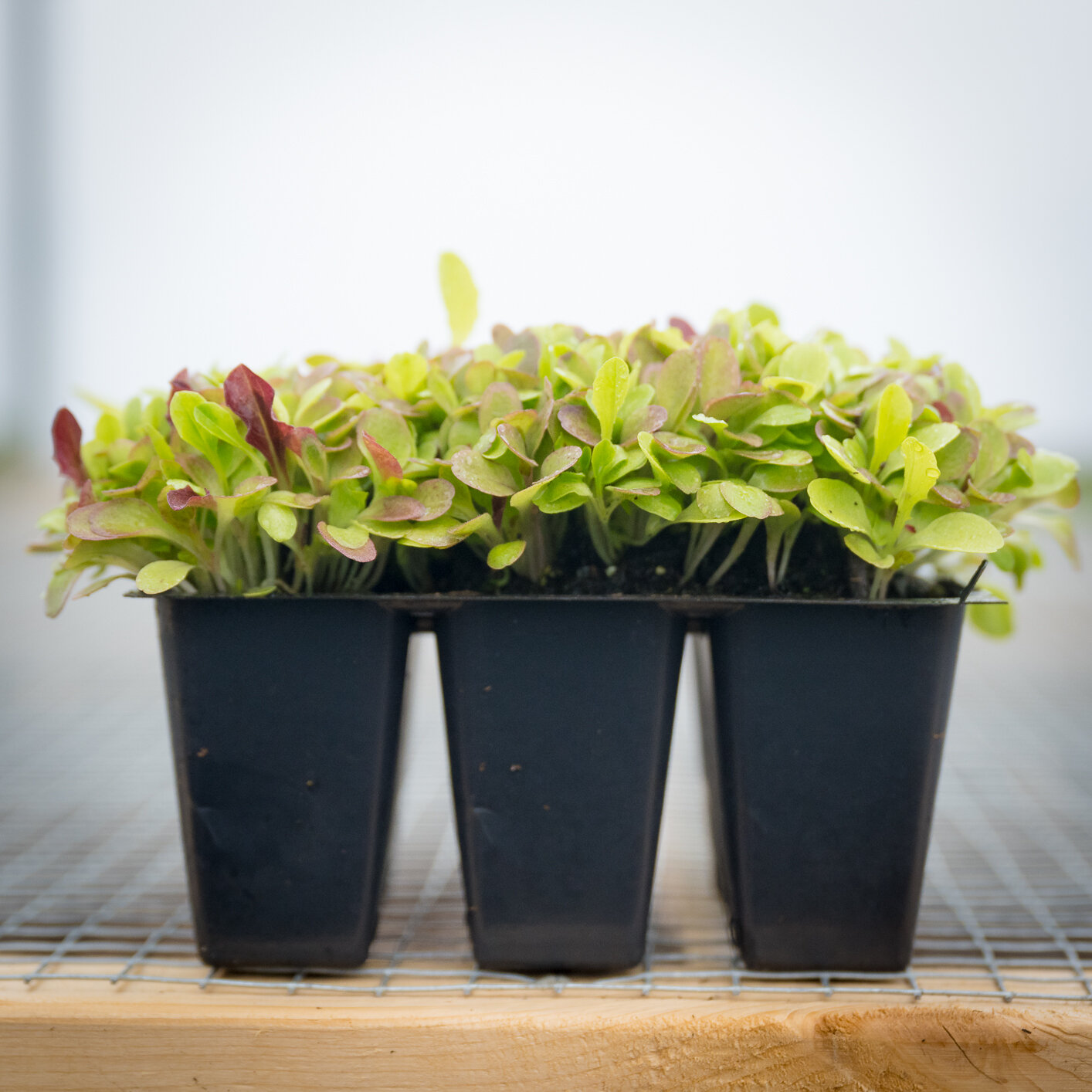Salad Mix Plant Starts