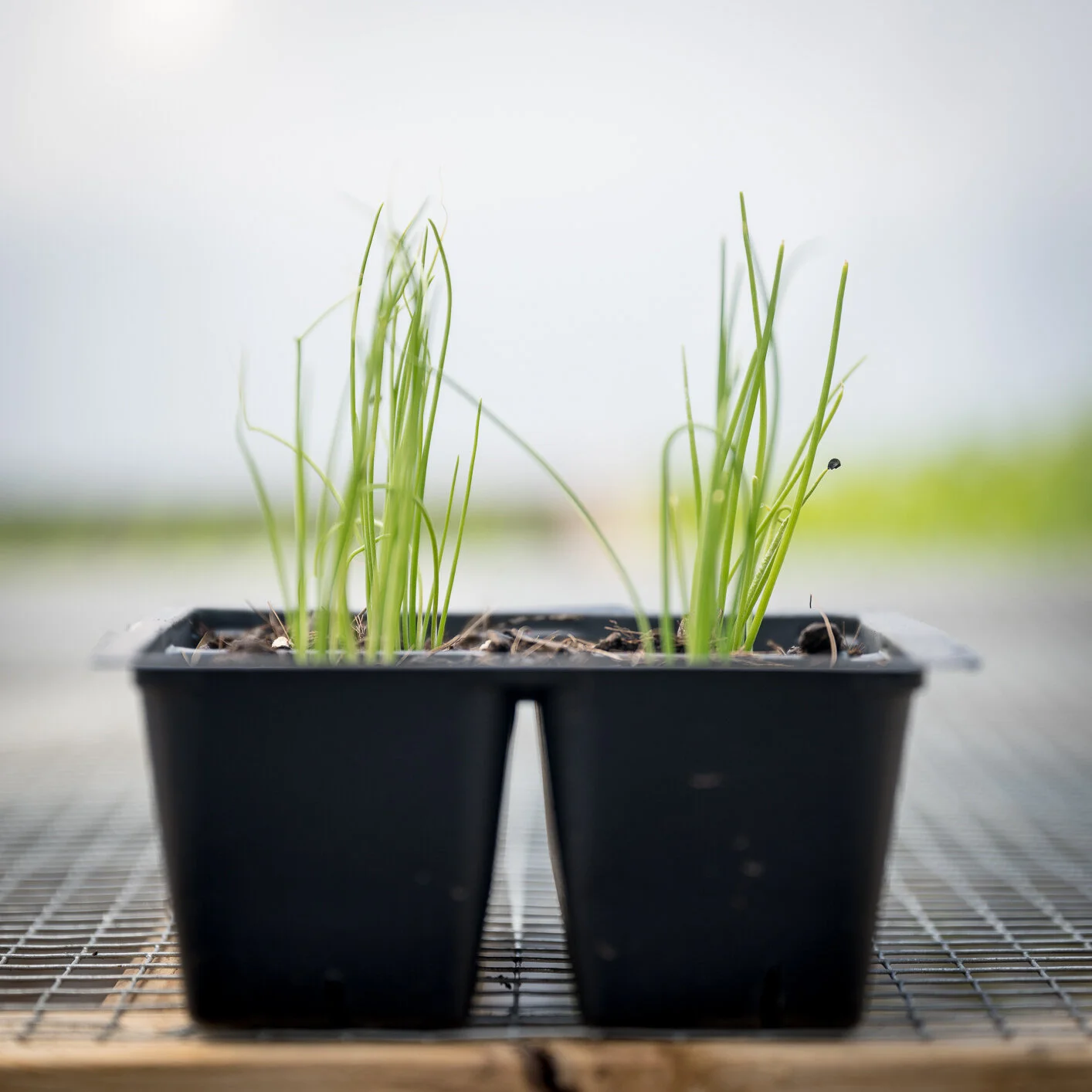 Plant Starts - Shallots