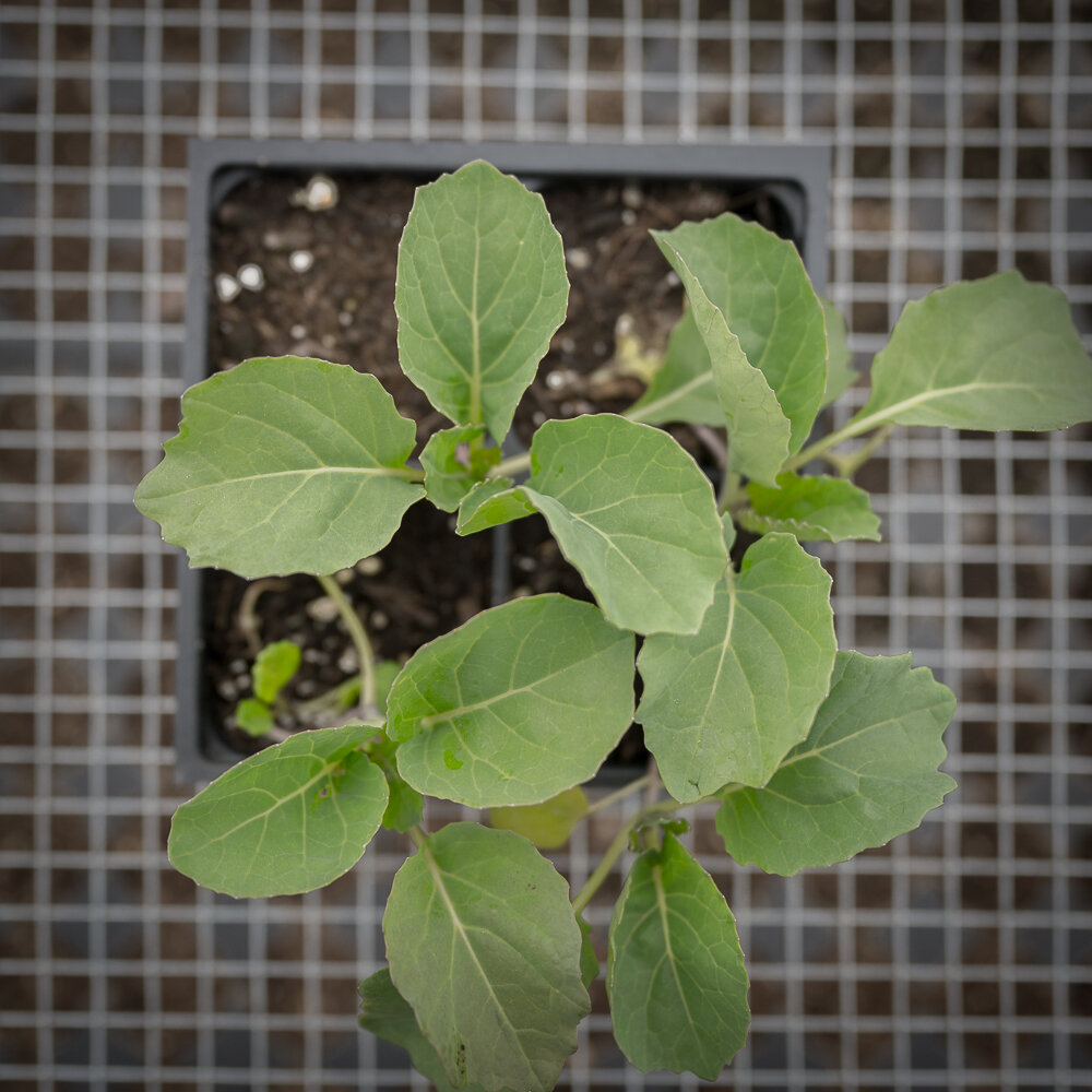 zf_plantstart_greencabbage-1.jpg