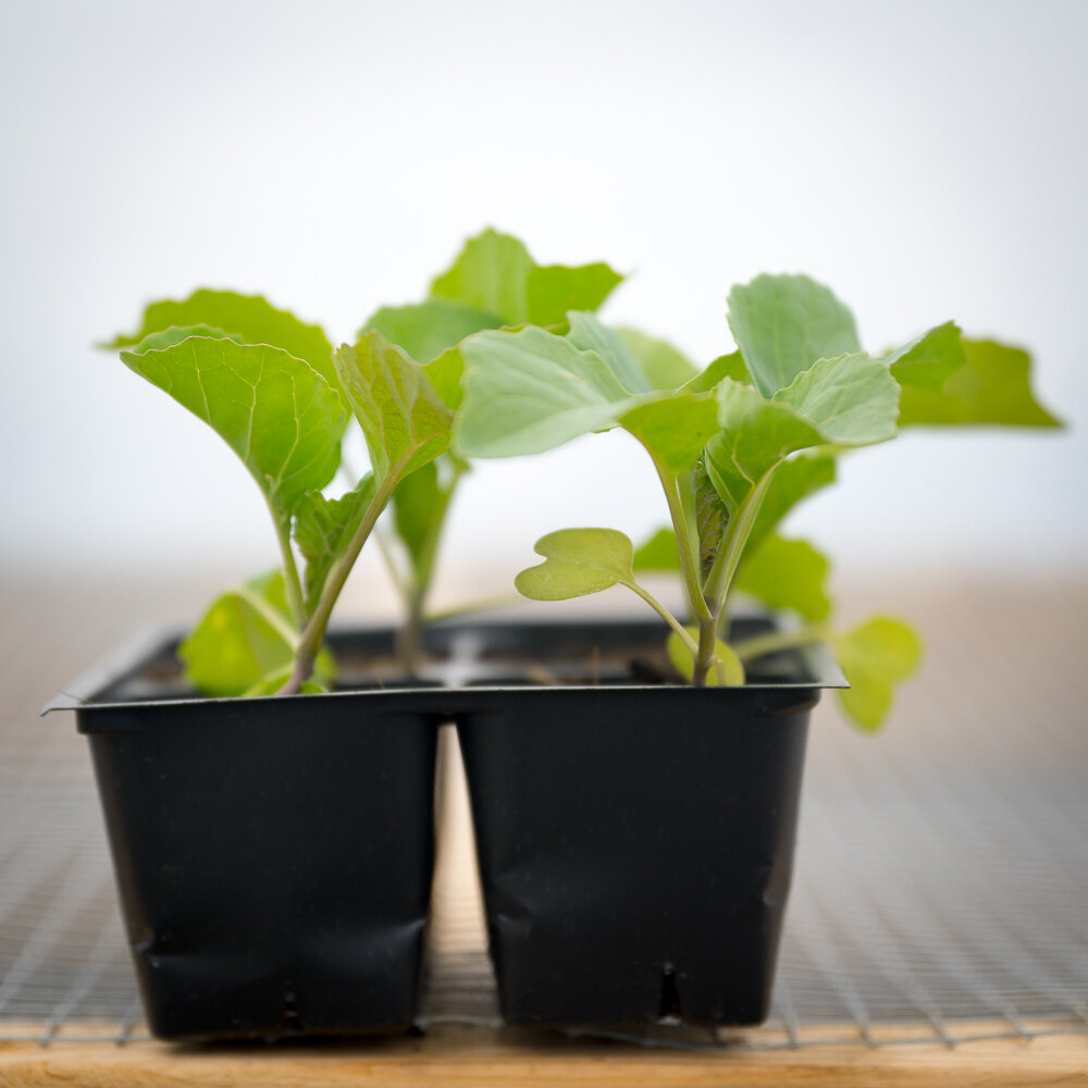 Green Cabbage Plant Starts