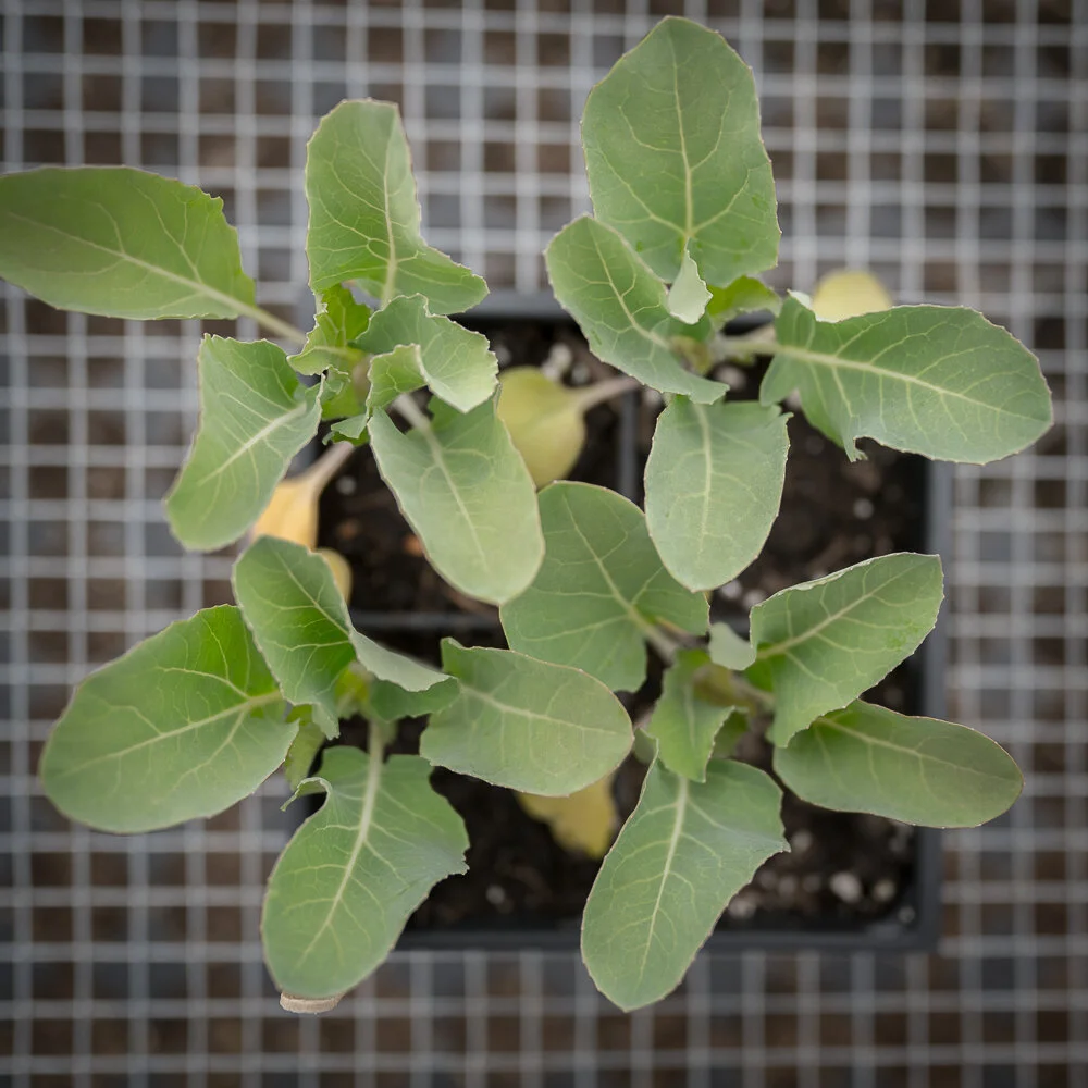 Plant Starts - Cauliflower