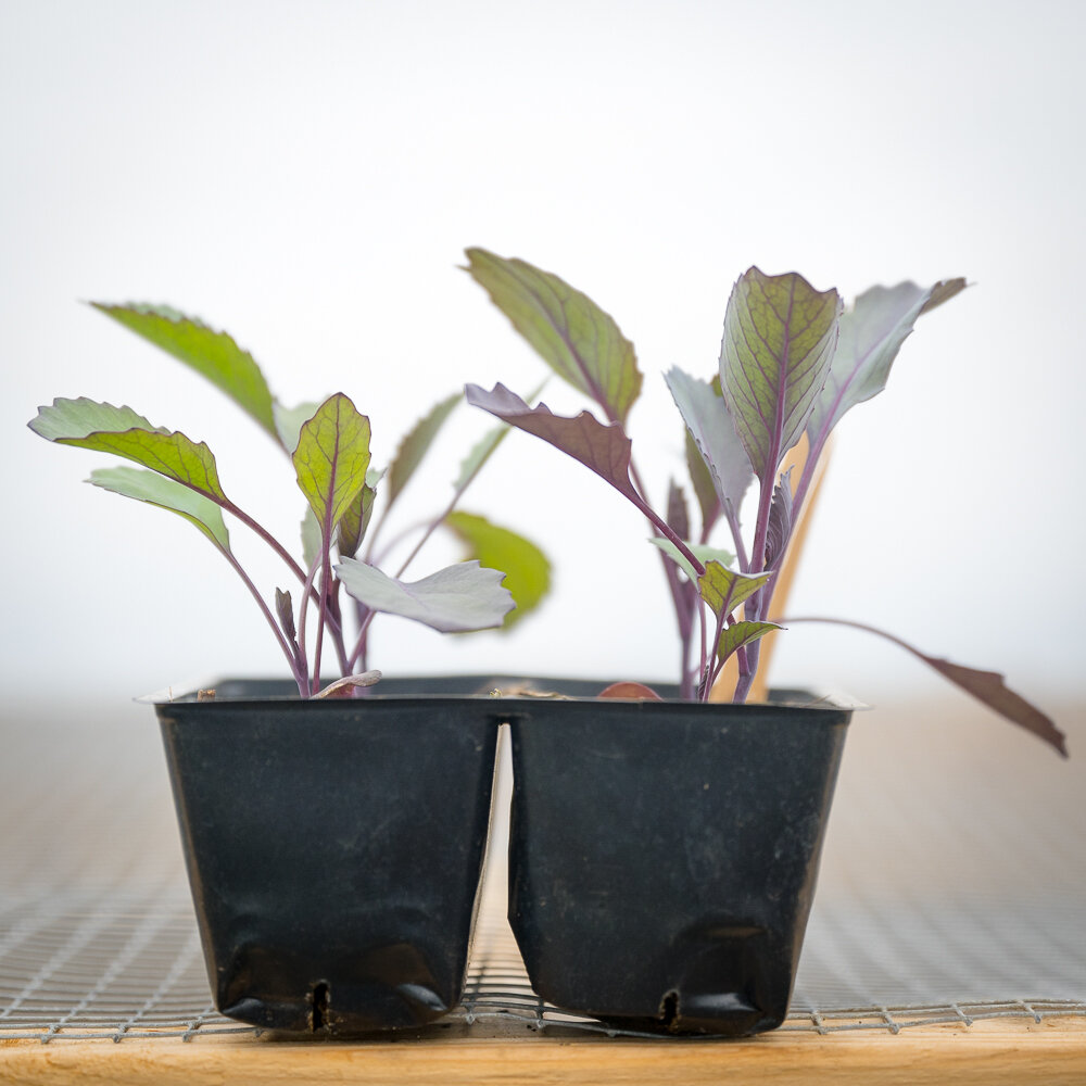 Red Cabbage Plant Starts