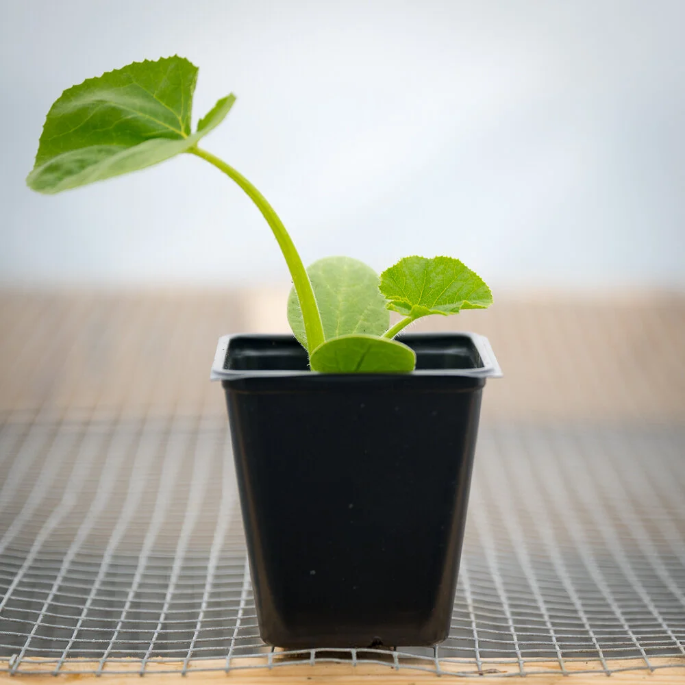 Plant Starts - Zucchini
