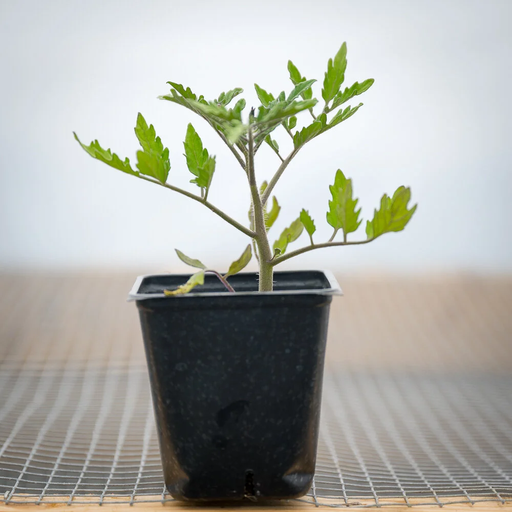 Plant Starts - Tomato Sungold Orange Cherry