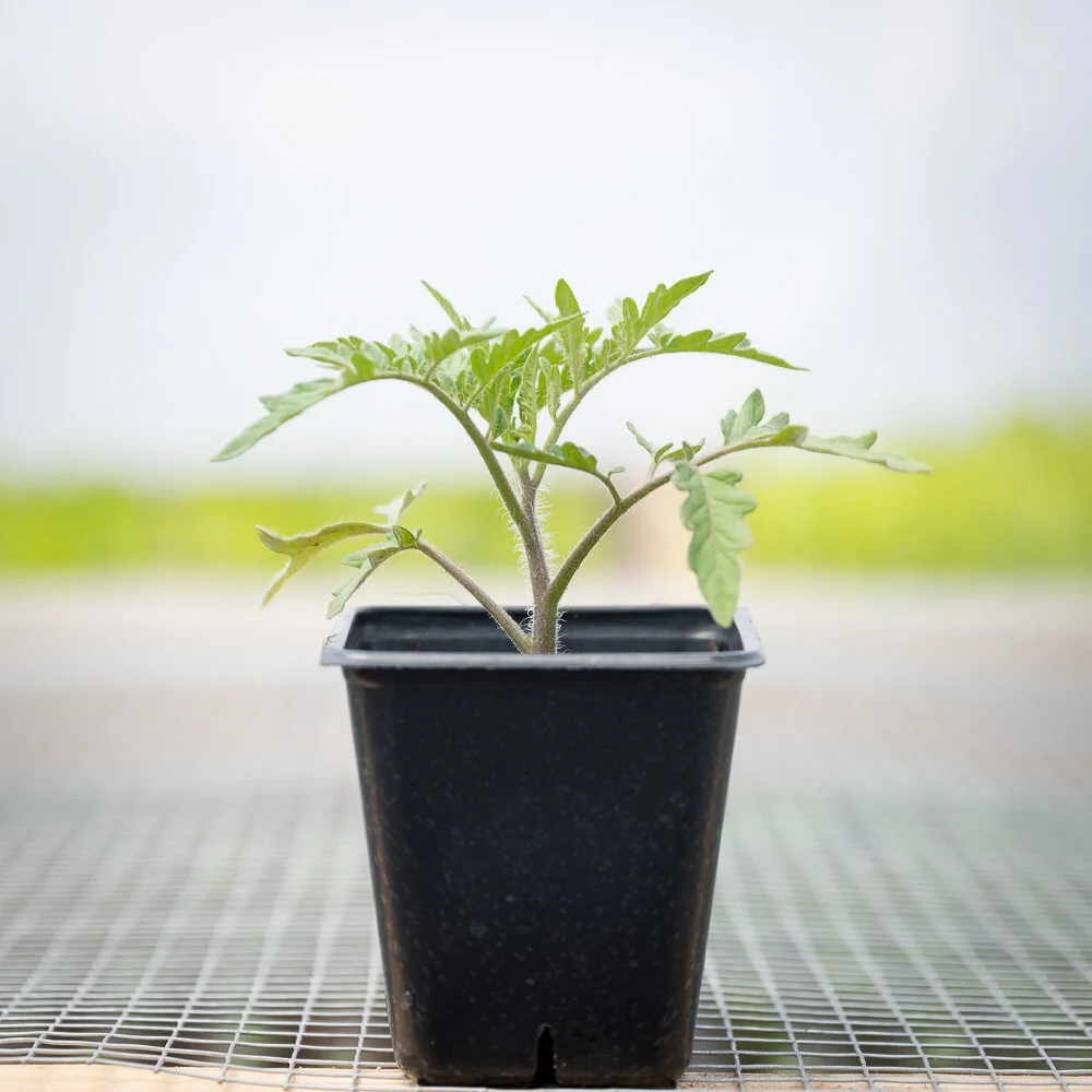 Plant Starts - Tomato Chef's Choice Orange