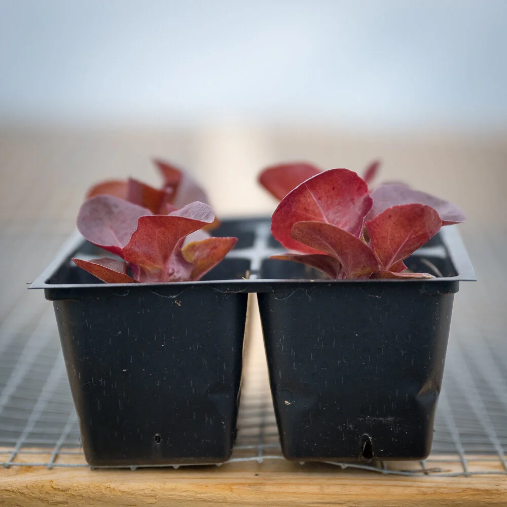 Plant Starts - Red Leaf Lettuce