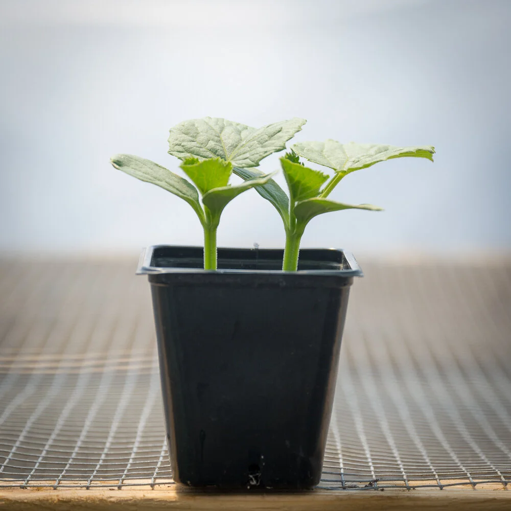 Plant Starts - Slicing Cucumber
