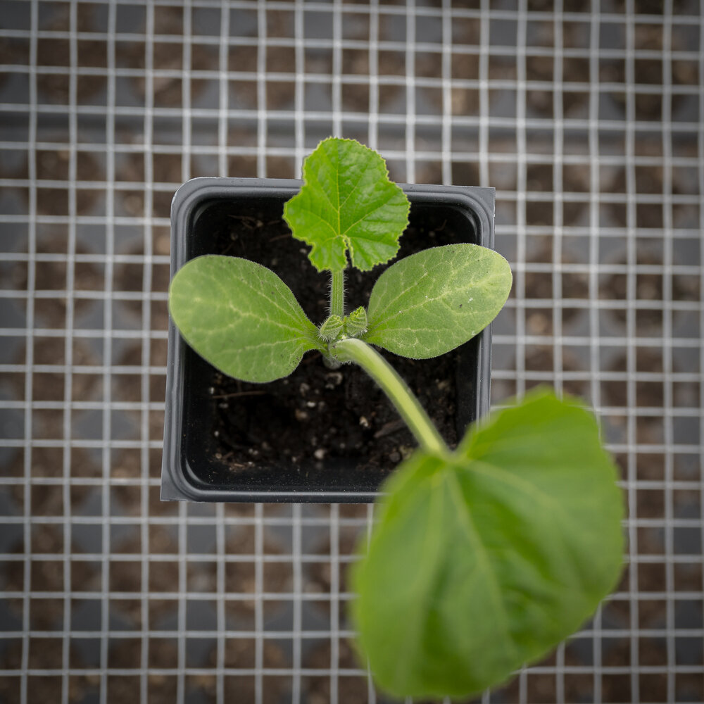 Plant Starts -  Winter Squash Pie Pumpkin