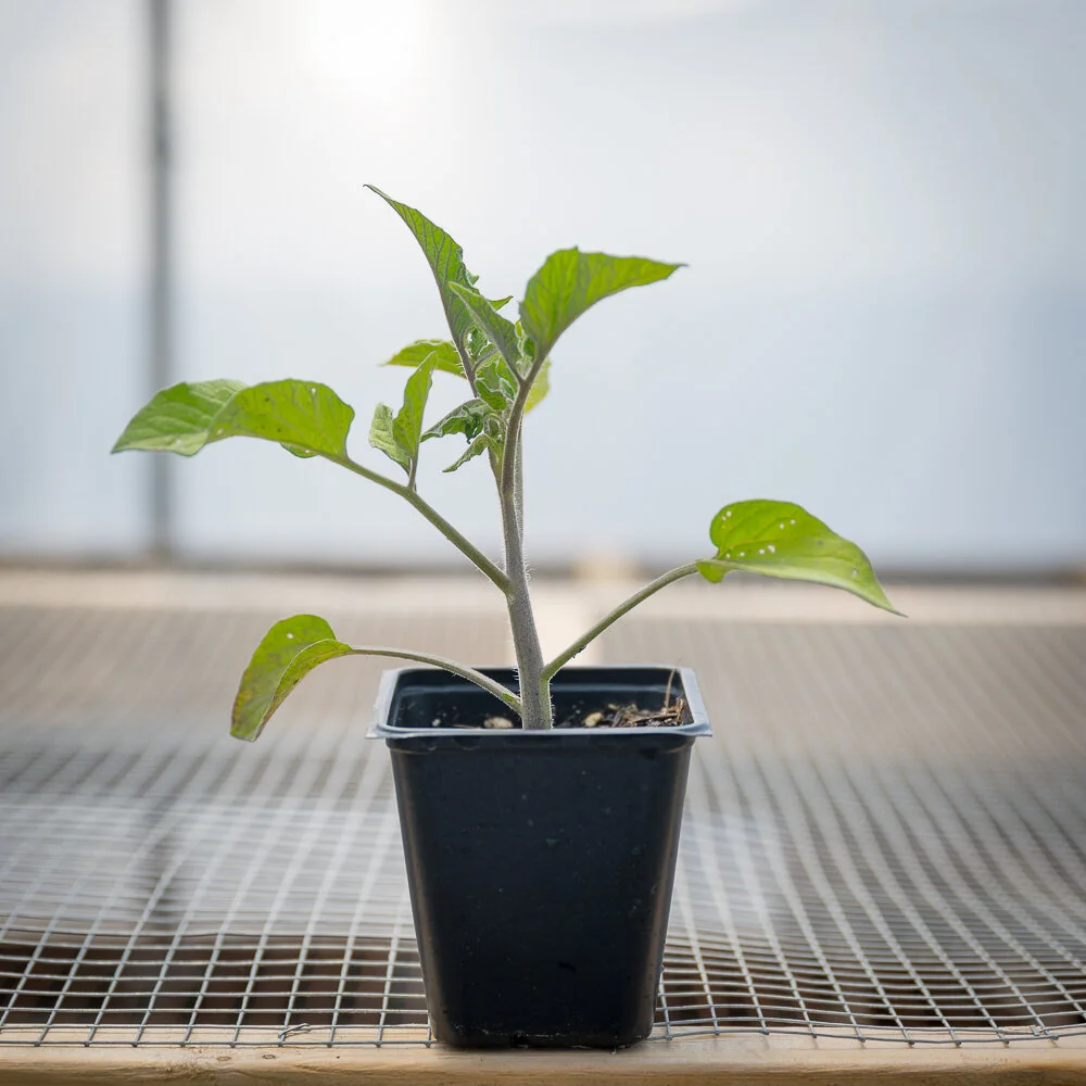 Plant  Starts - Tomato Heirloom Brandywine