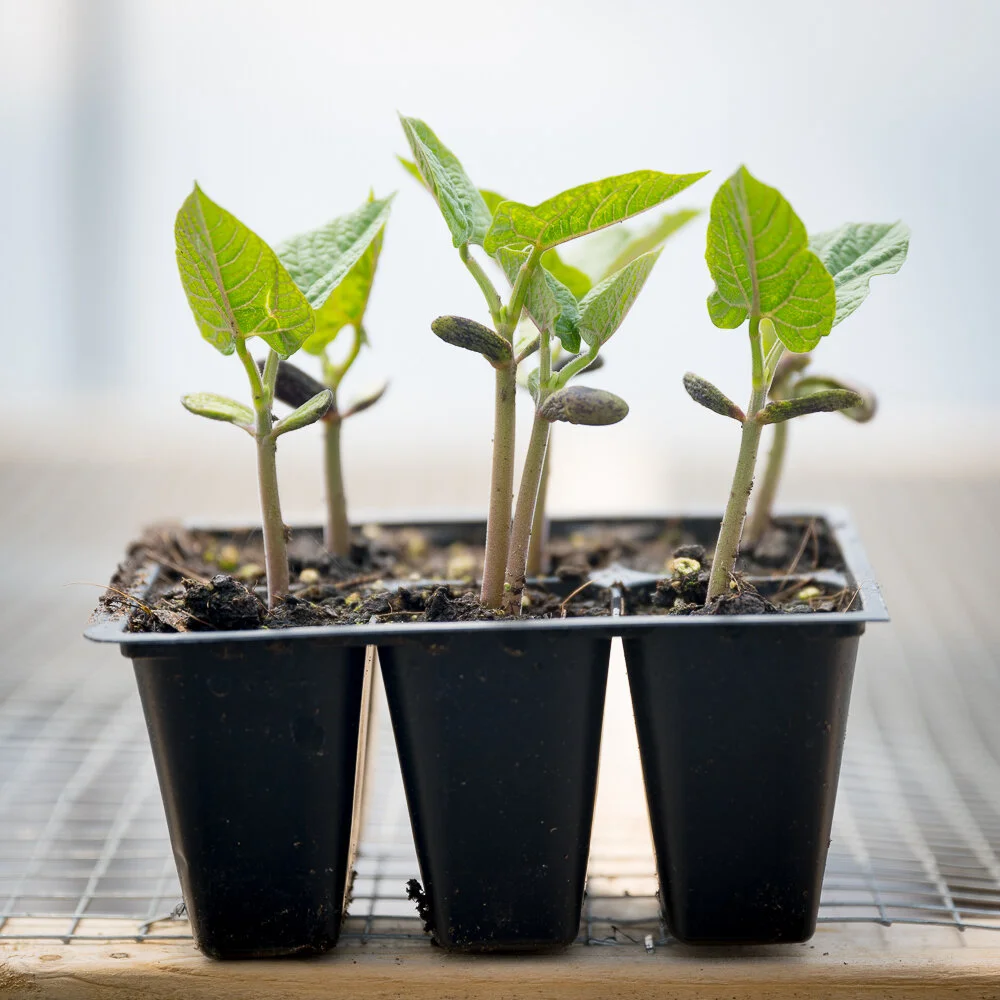 Plant Starts - Green Beans