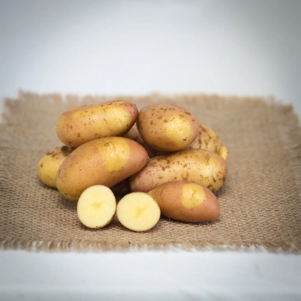 Potato - Pinto Gold - 1lb