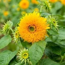 Plant Starts - Sunflowers (Teddy Bear variety)