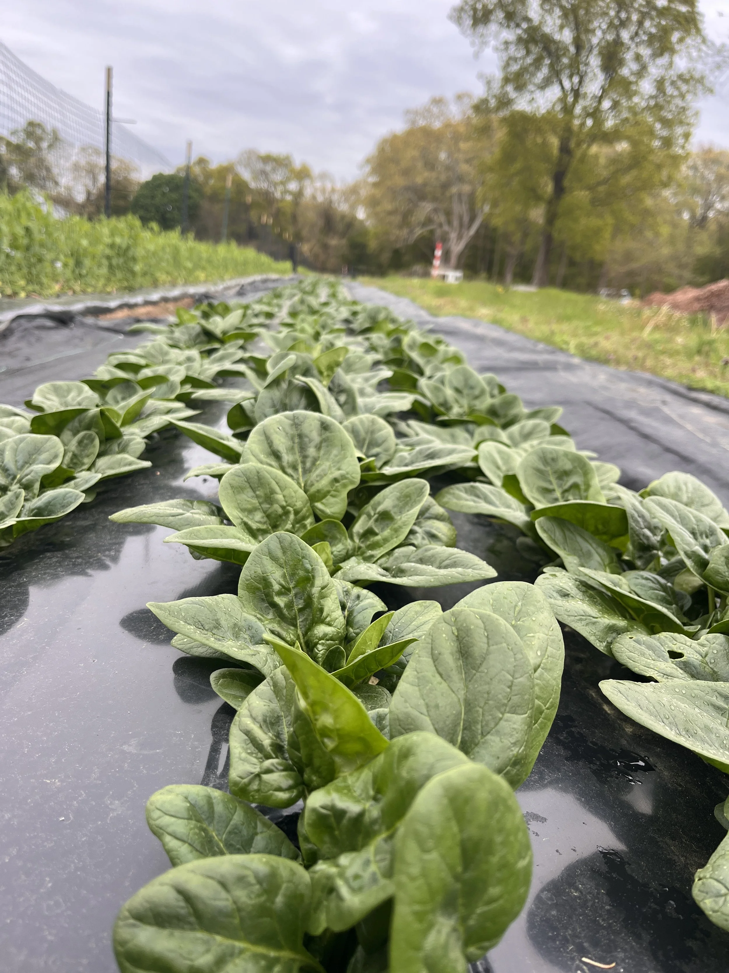 Spinach - 2lb