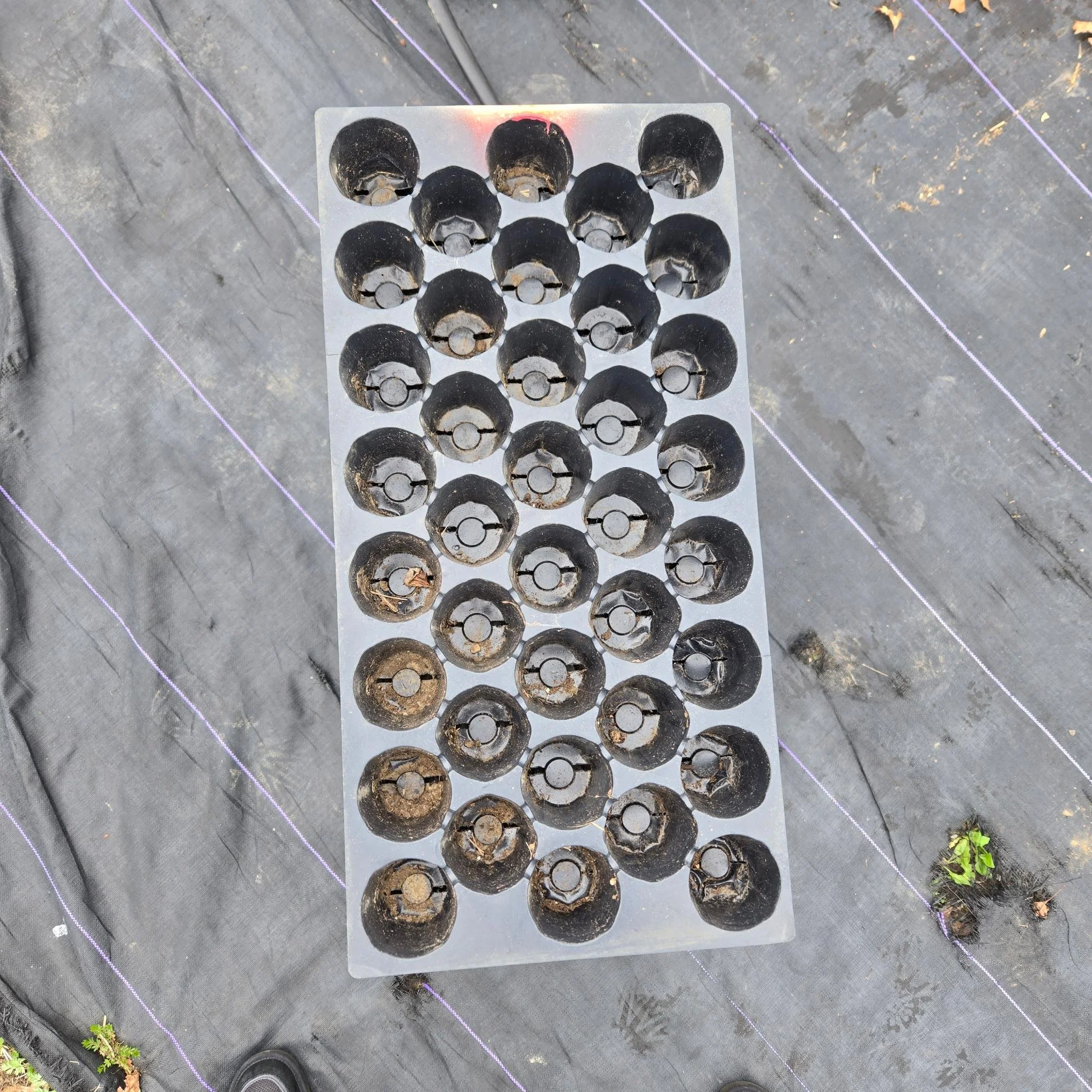 38 Cell Seeding Trays