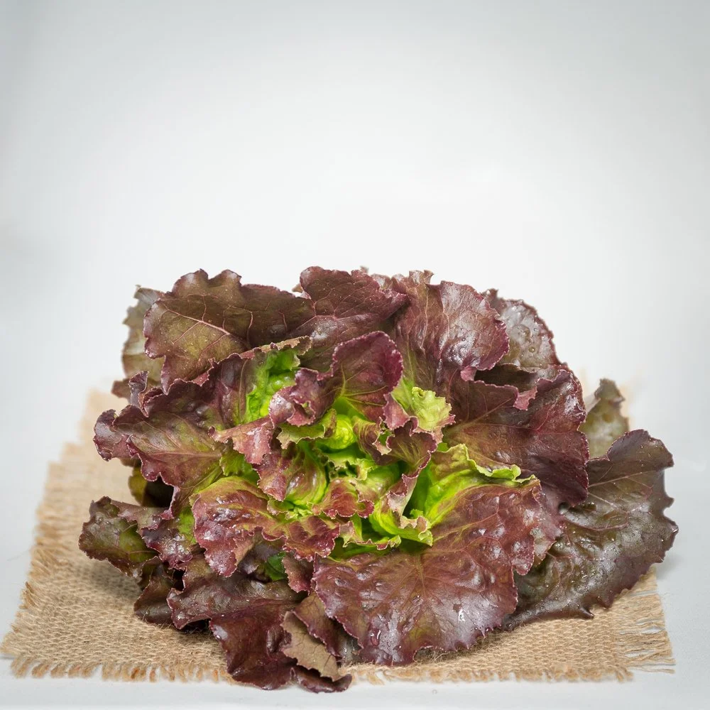 zf_lettuce_leaf_duo-2.jpg