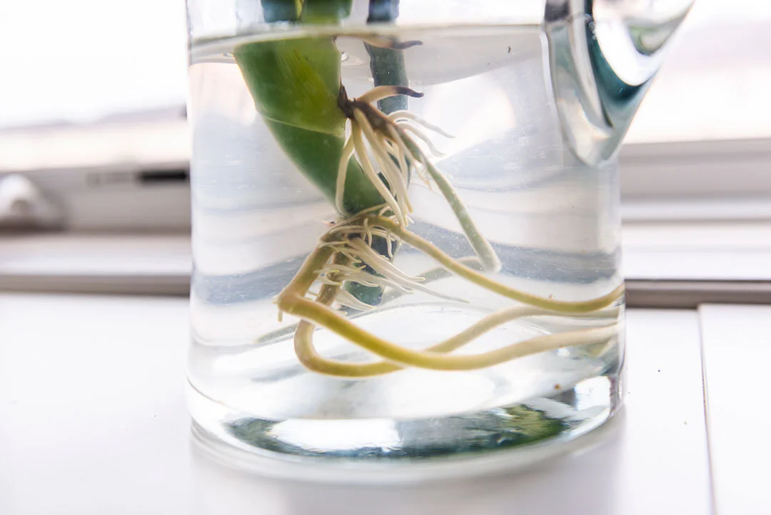 How to propagate Monstera in Water 