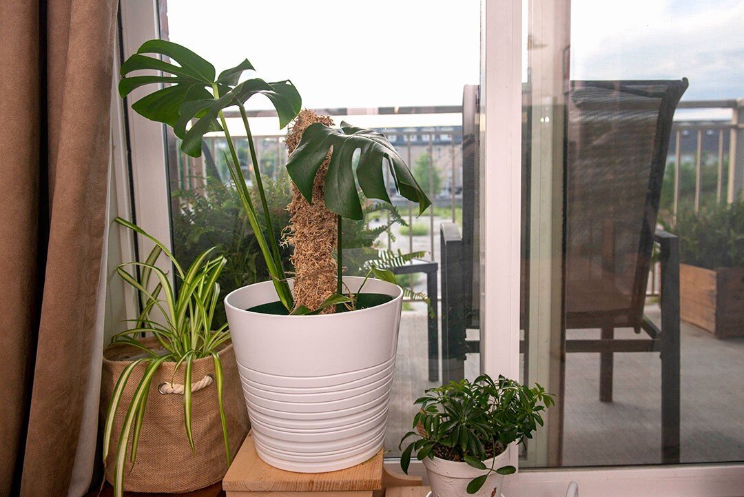 Moss pole obsessed!!! This baby was my first successful Monstera propagation! I have added some pothos in the pot as well, excited for when it gets bigger!⁠
⁠
Peek in the background - I finally have patio furniture!!! Someone else in the building lef