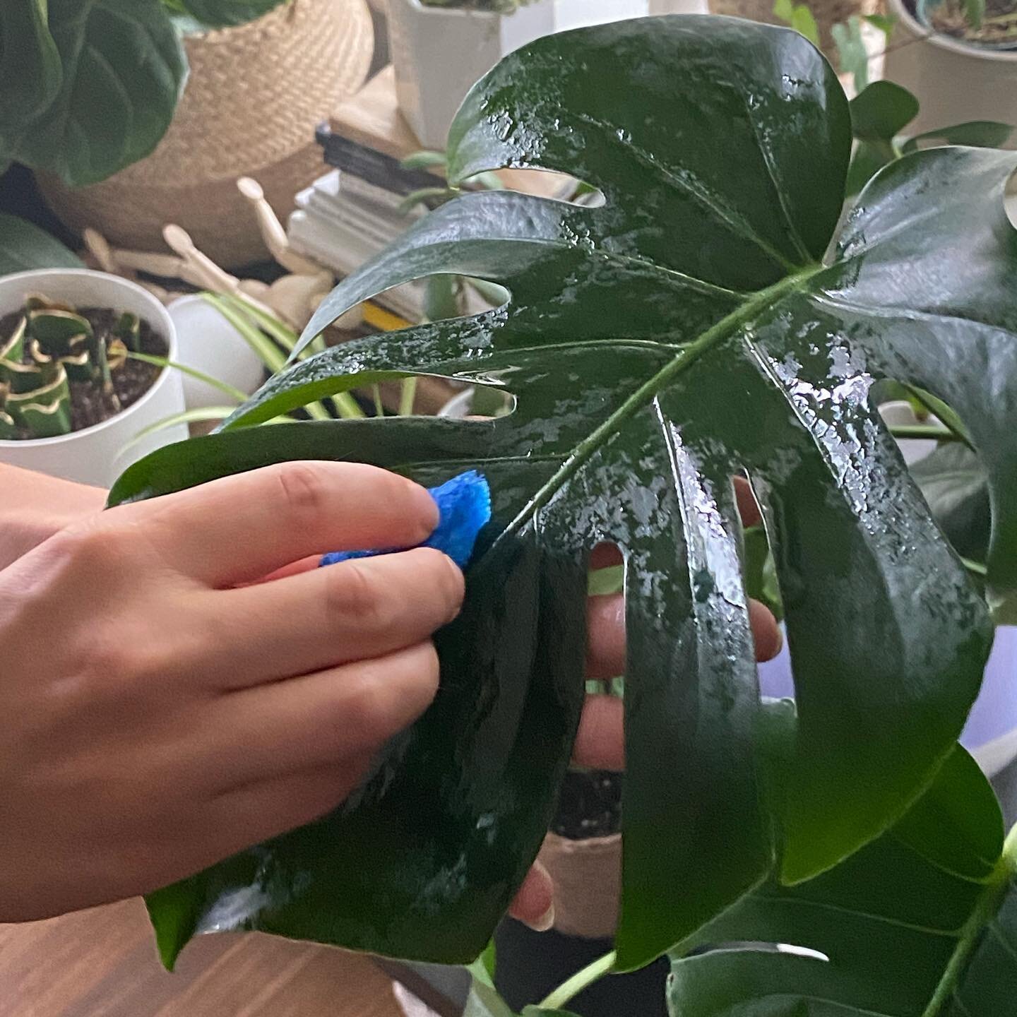 Cut a corner off a sponge and now I have the perfect sized little duster for my leaves!