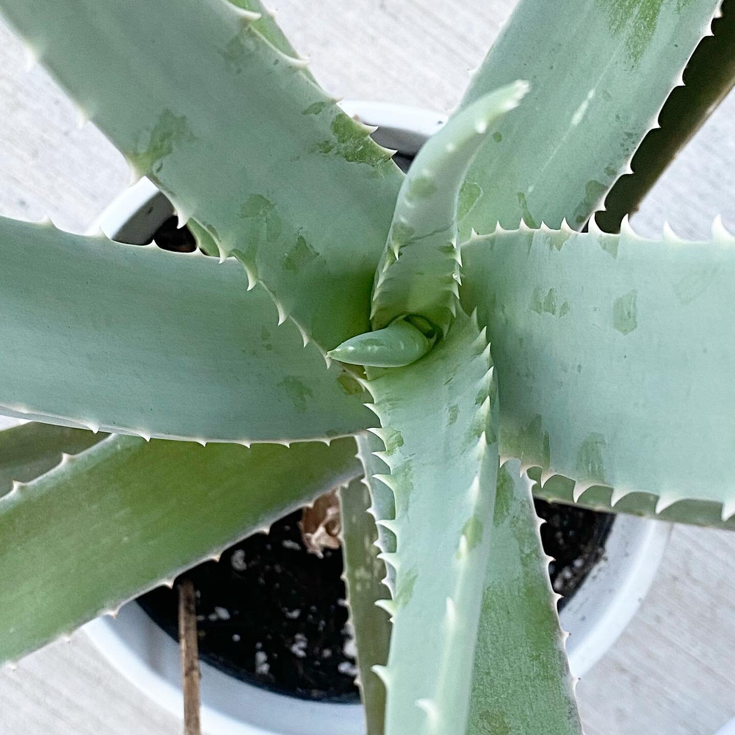 #aloe