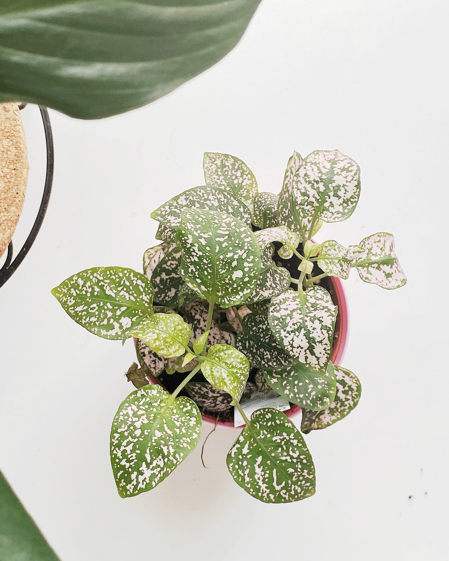 Polka dot polka dot polka dot plant! 
(Sang to the tune of the Polka Dot Shorts theme song). 

#acanthe #polkadotplant #houseplants #houseplantaddict #greenspace #lovemyhomejungle