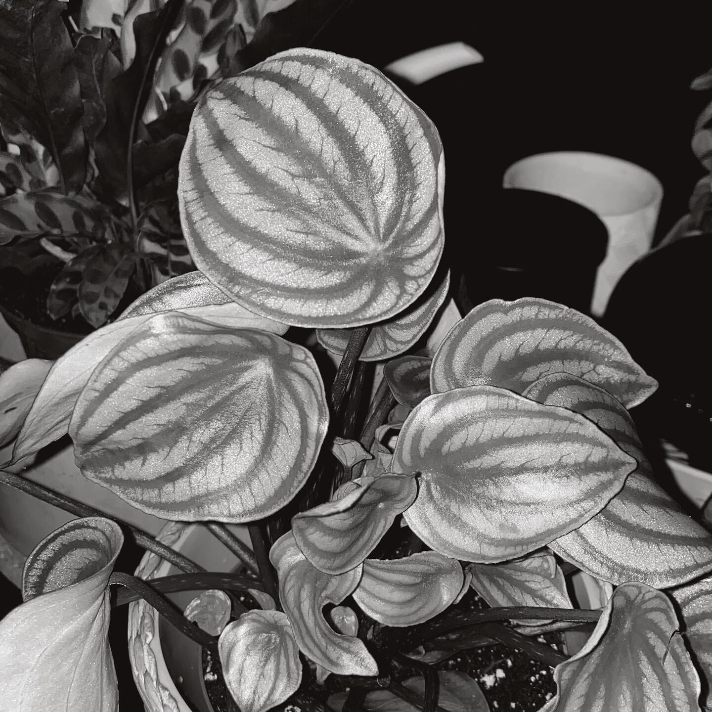 New addition  #watermelonpeperomia #houseplants #plantsofinstagram #plantmom
