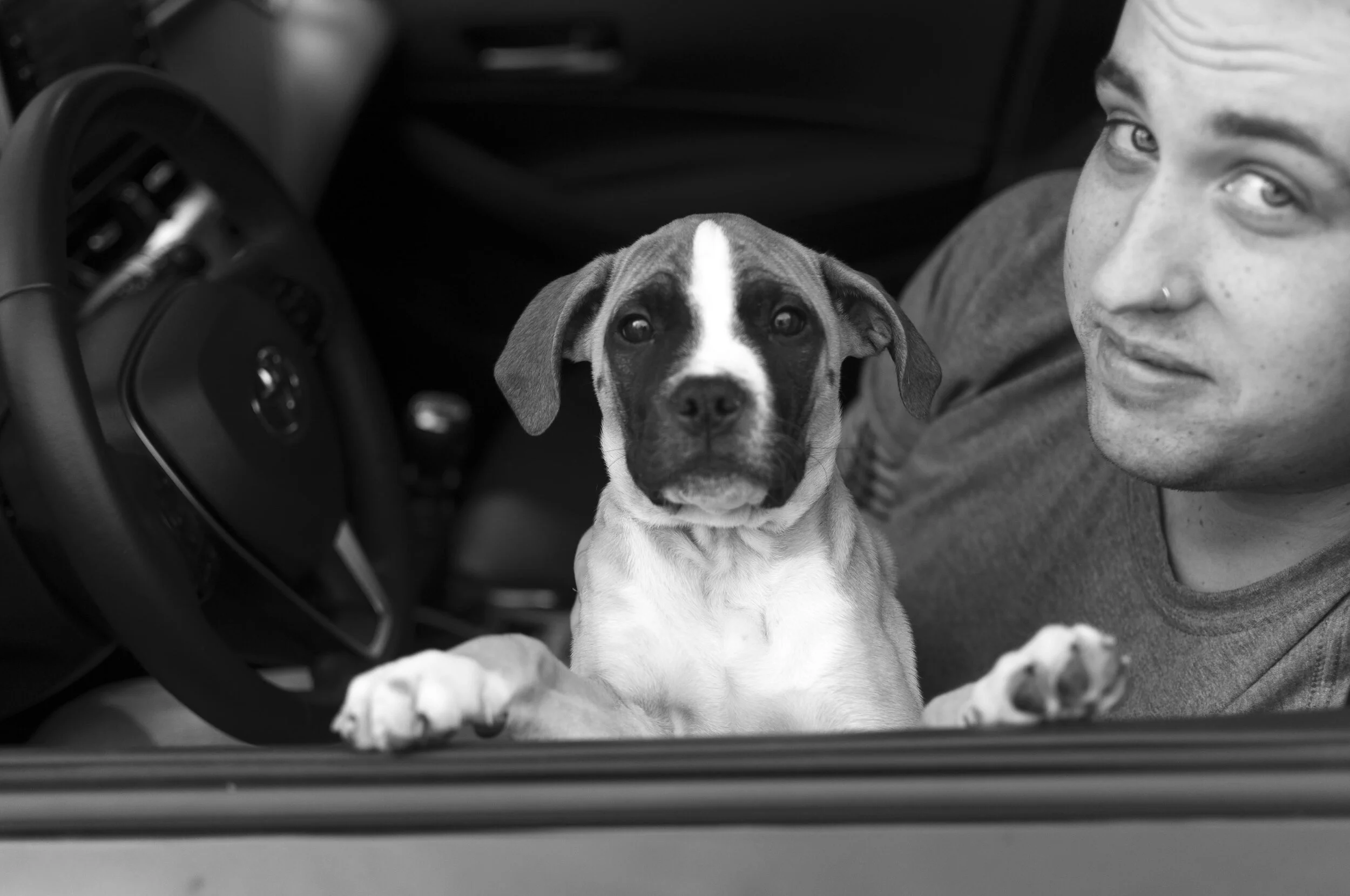 EXPLORE: Meeting Iris, a Bull Terrier and Mastiff mix 