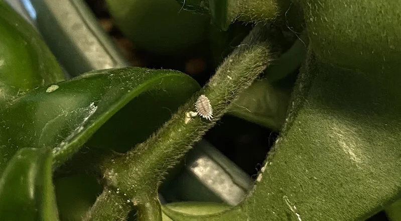 PLANTS | PLANT DOCTOR: Getting rid of mealy bugs!