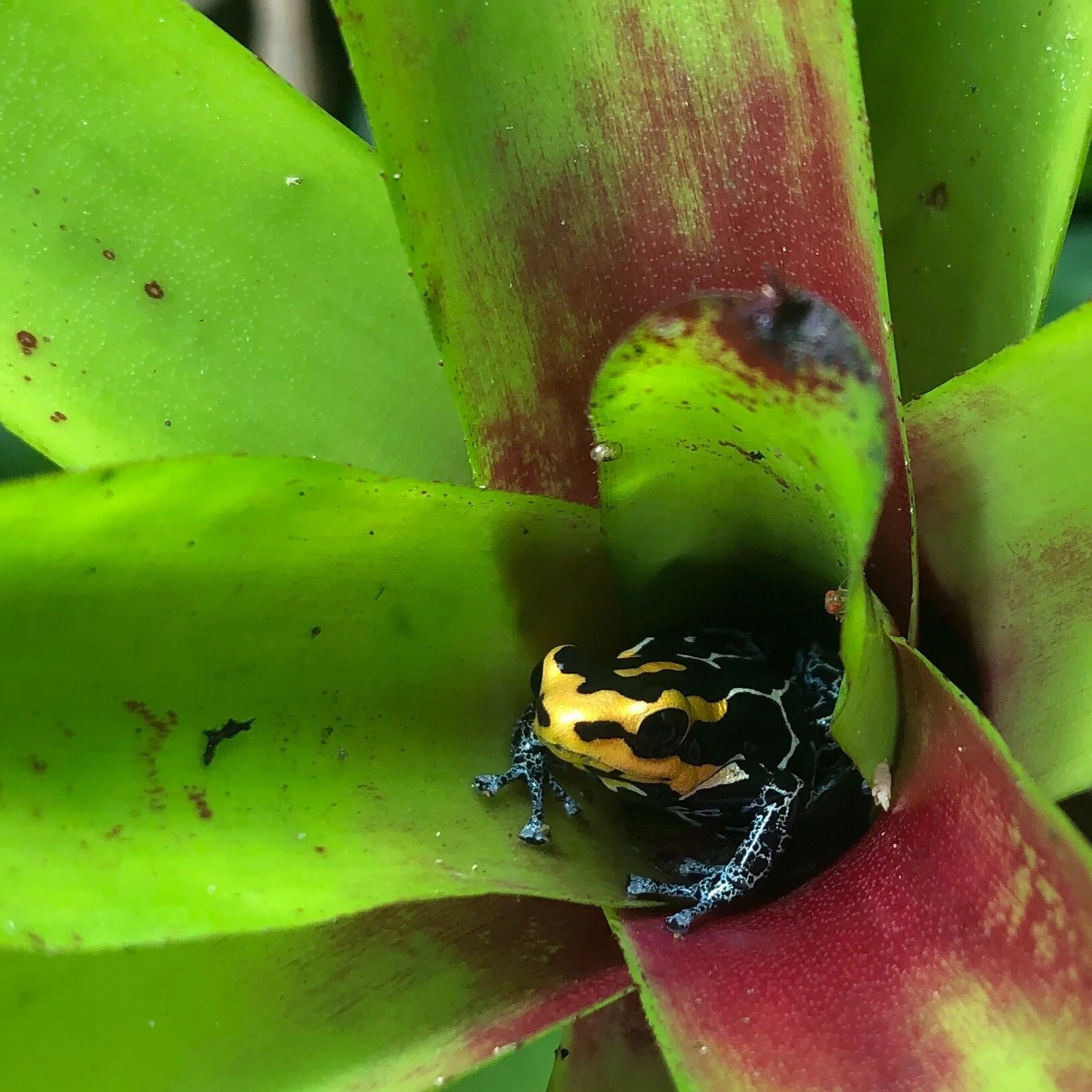 Ranitomeya fantastica 'Lowland'