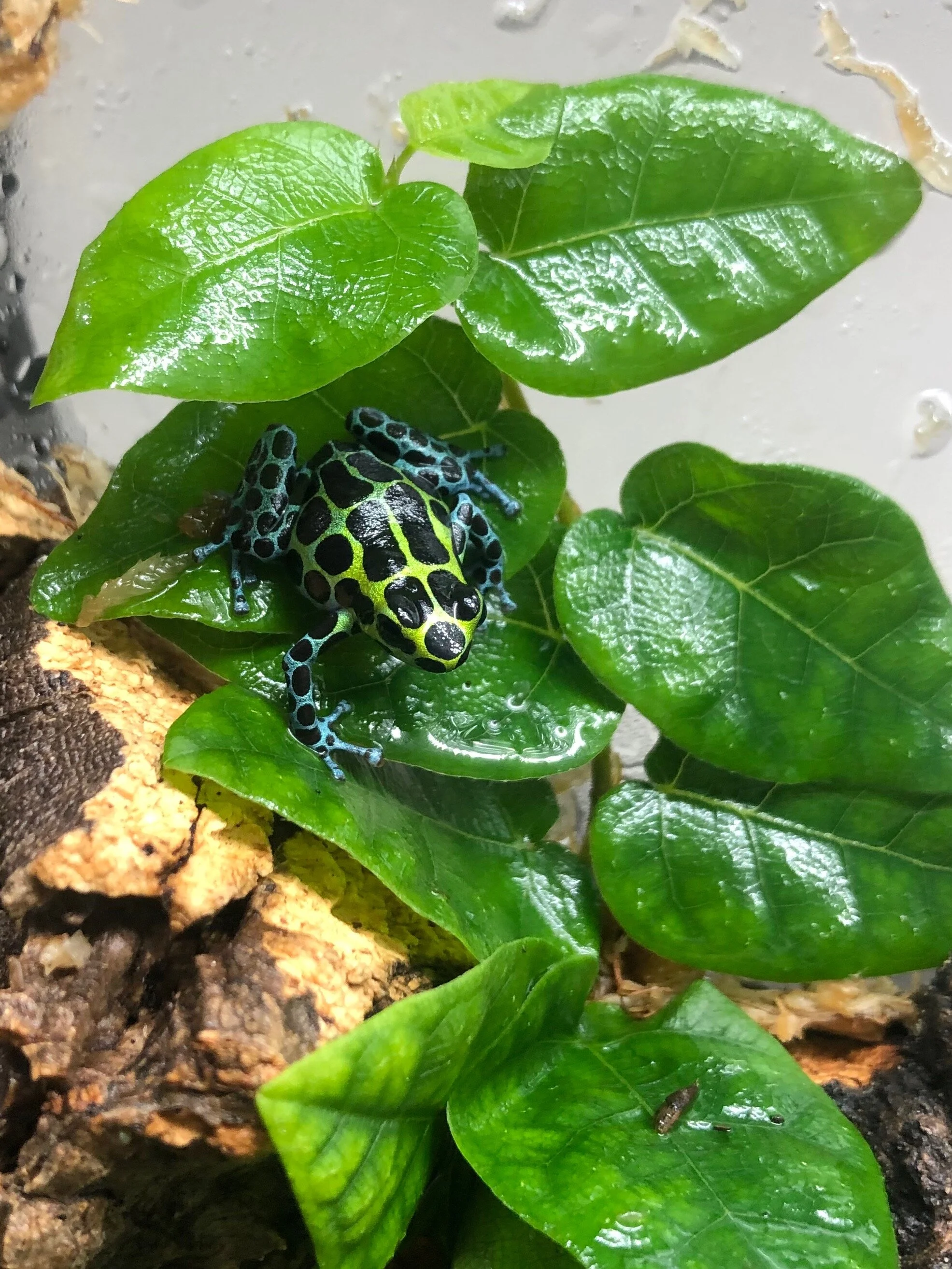 Ranitomeya variabilis 'Southern'