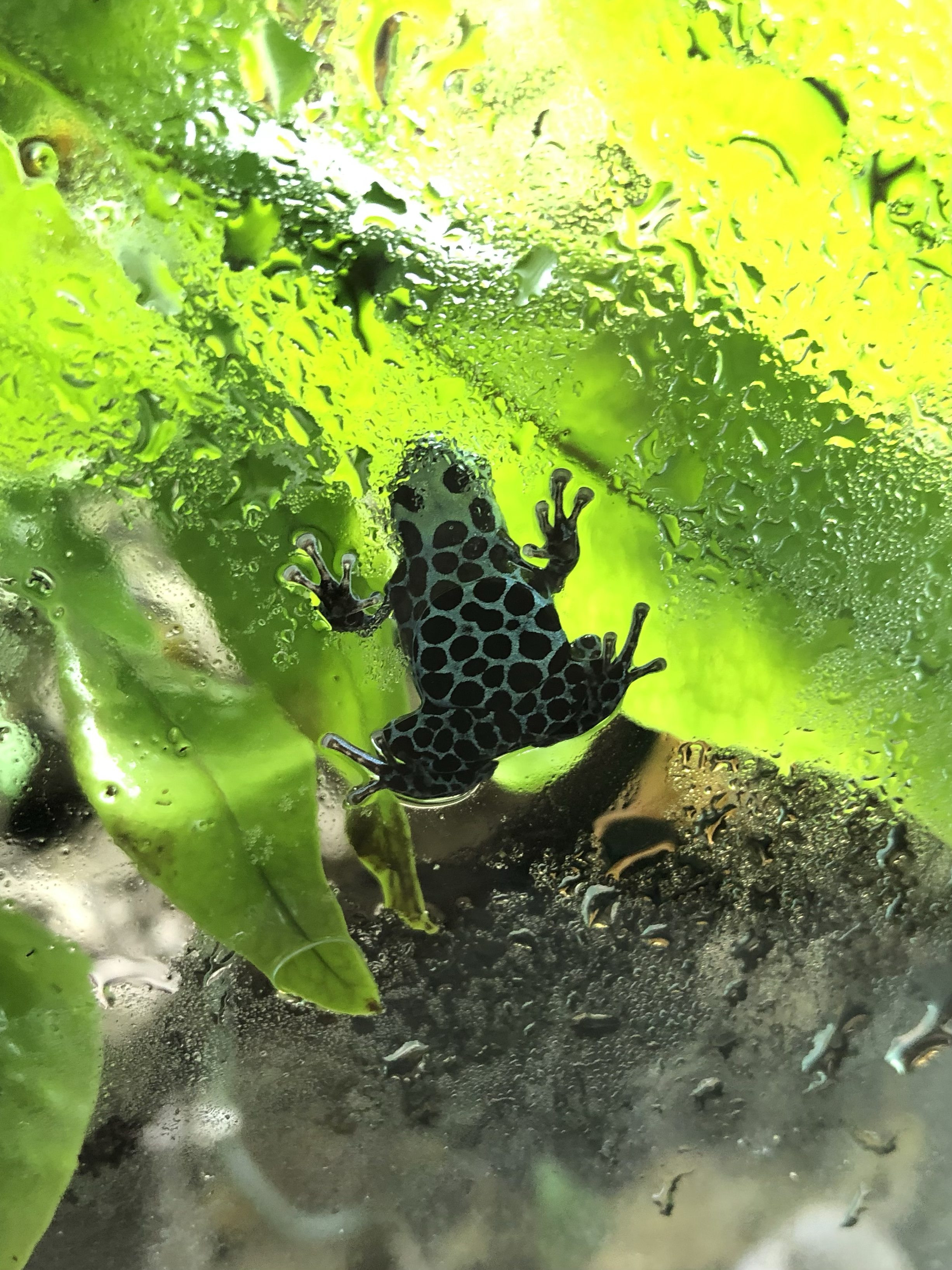 Ranitomeya variabilis 'Southern'