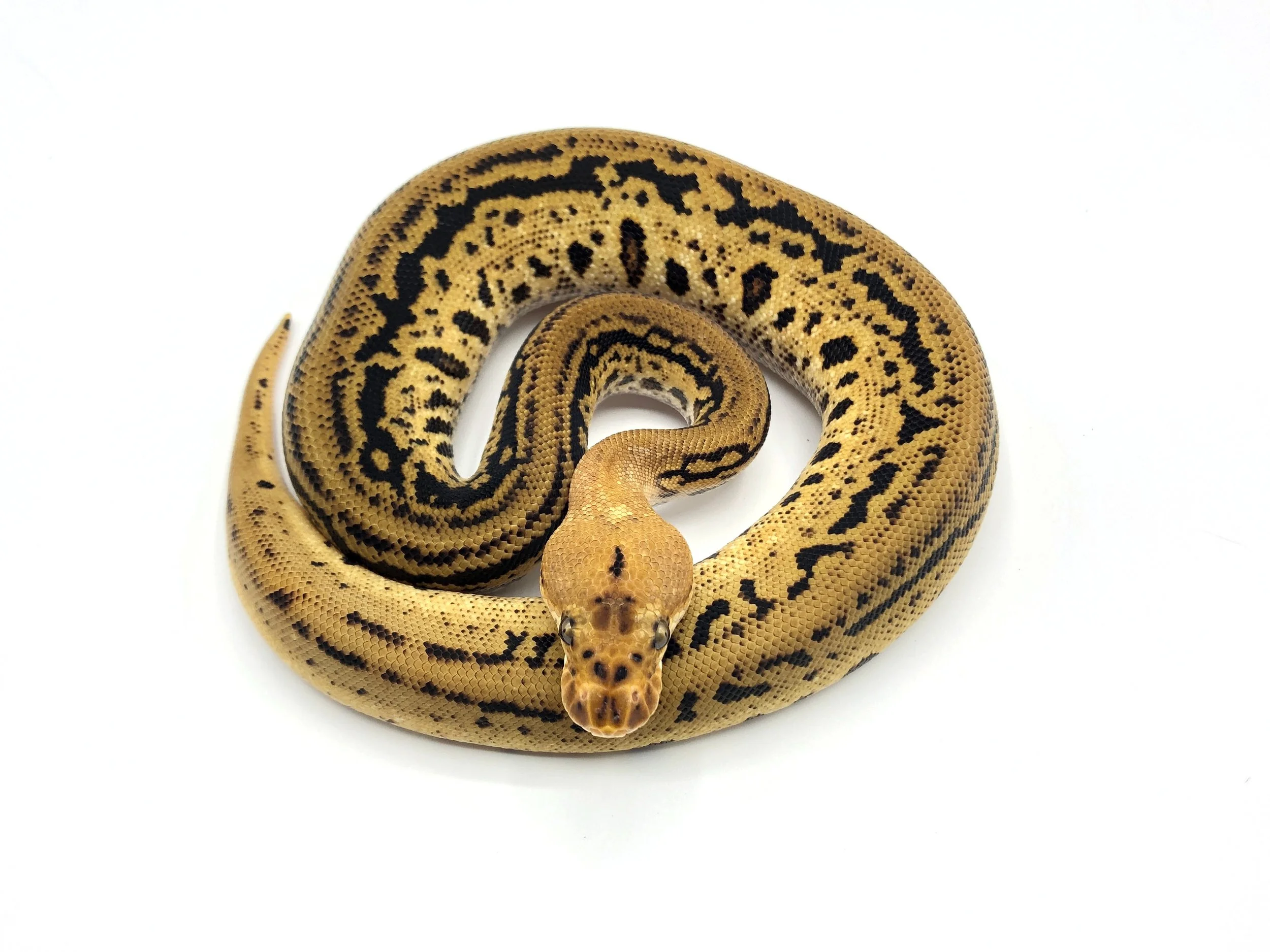 redhead yellowbelly batman ball python snake