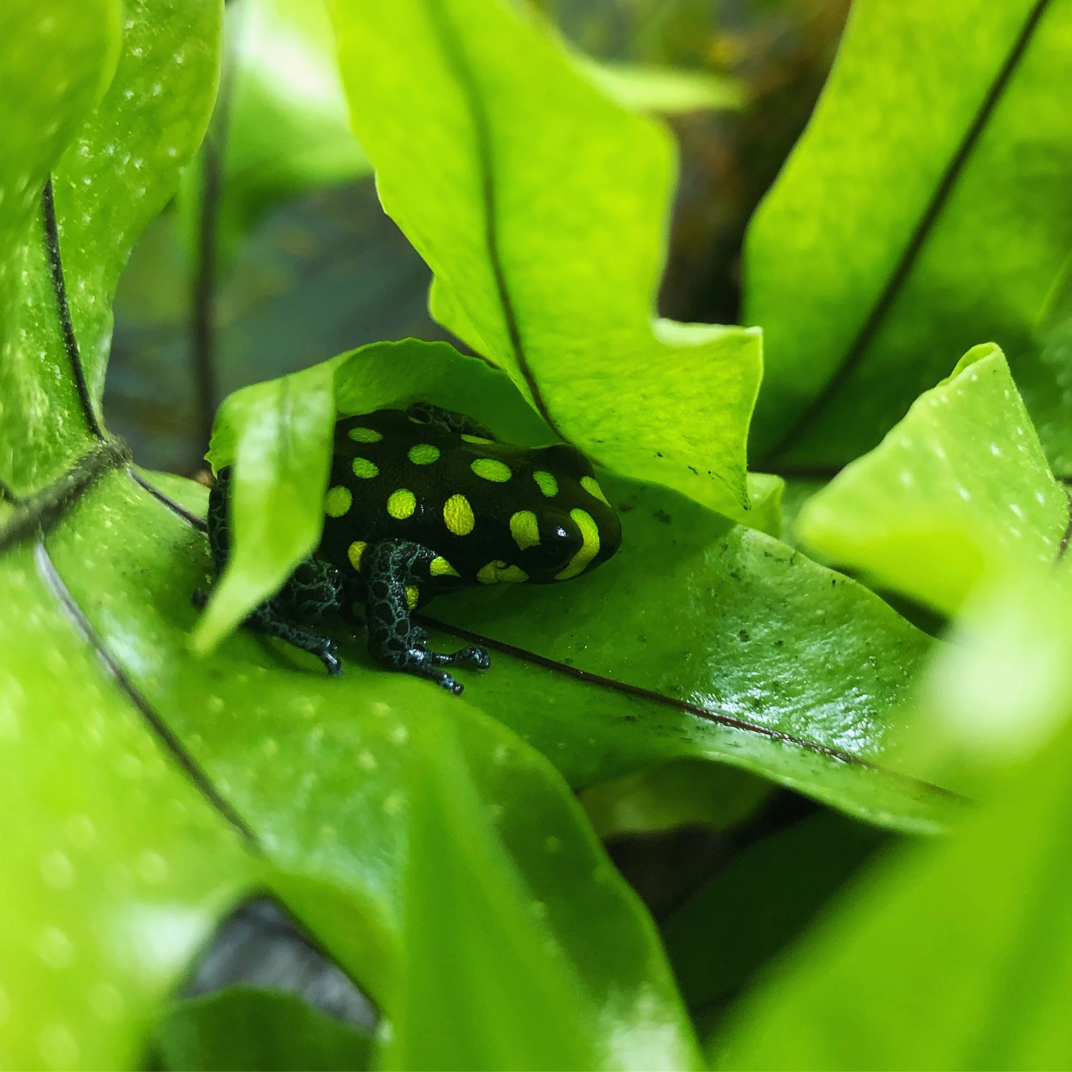 Ranitomeya vanzolinii 