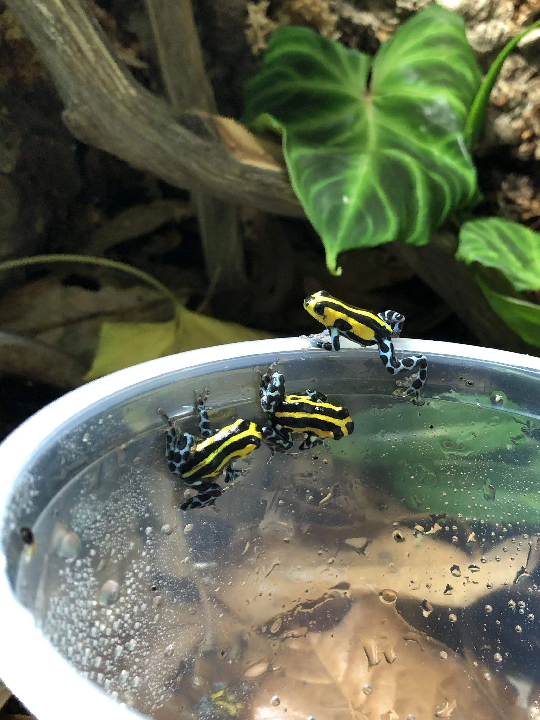 Ranitomeya sirensis 'Highland'