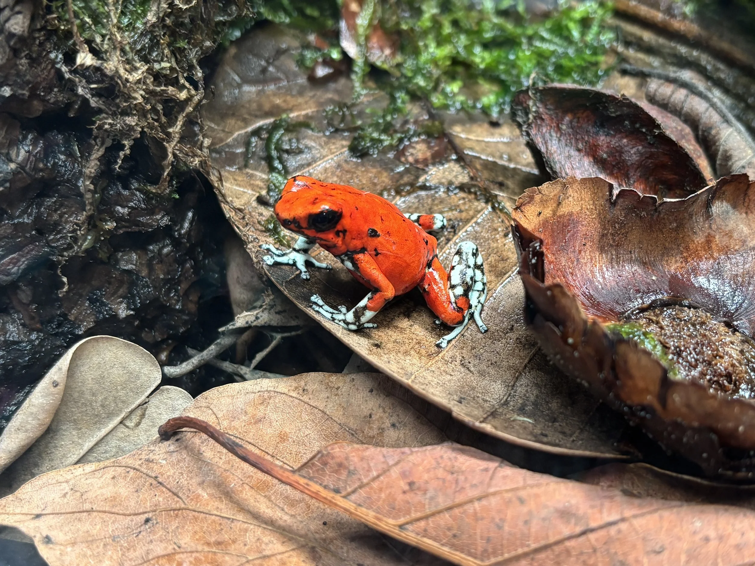 Oophaga sylvatica "white foot"