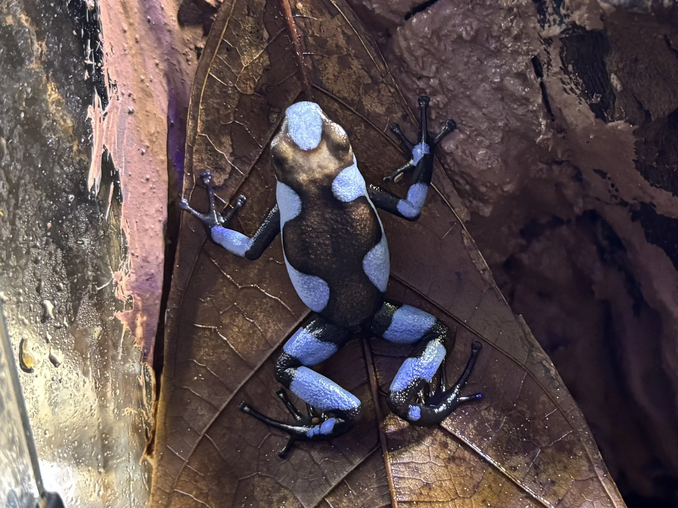 Oophaga histrionica "Blue"