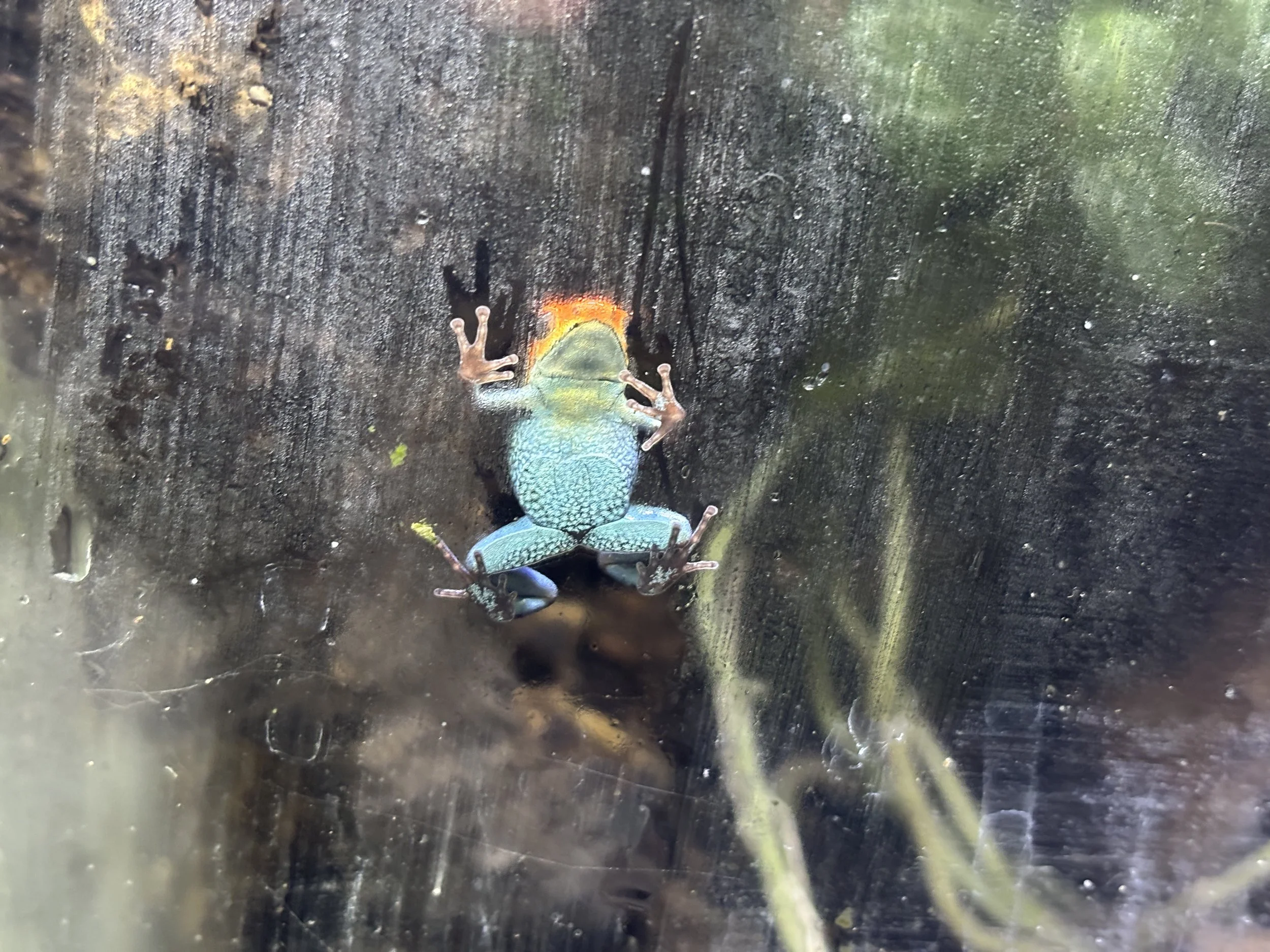 Oophaga granulifera "Osa"