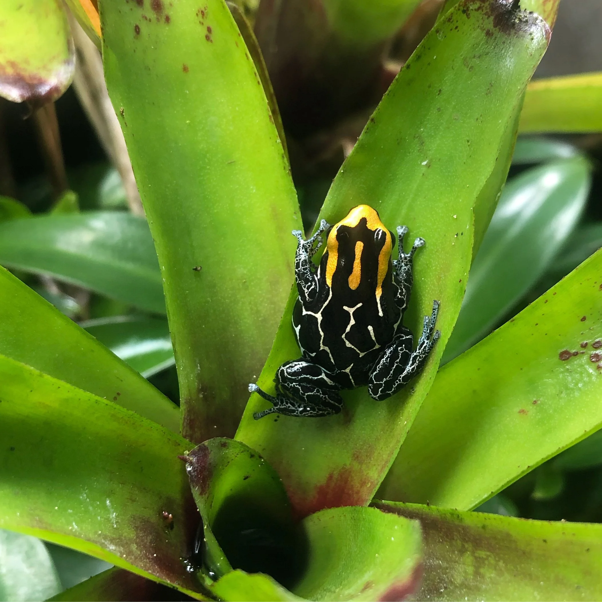 Ranitomeya fantastica 'Lowland'