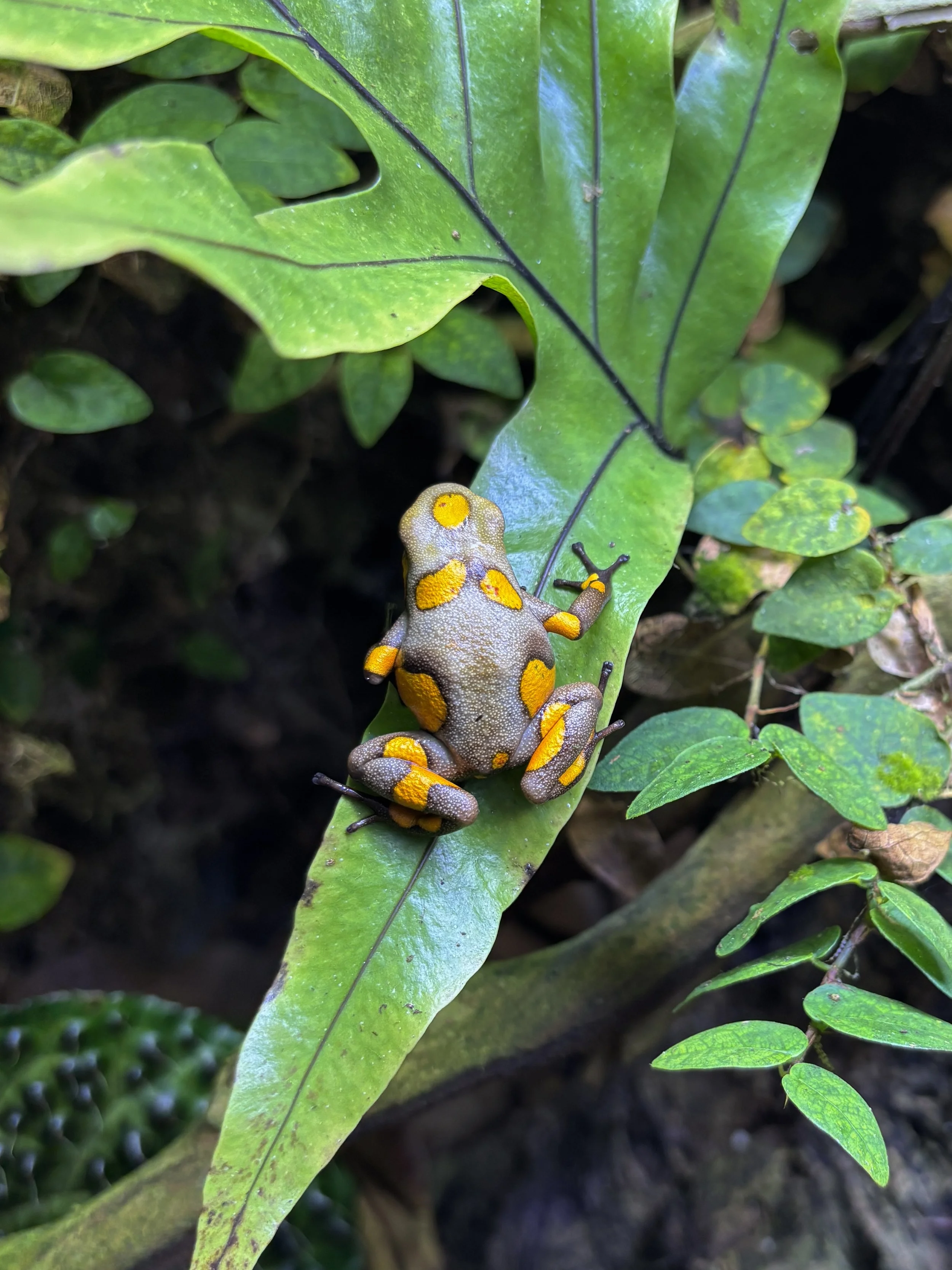 Oophaga andresi "Tado"