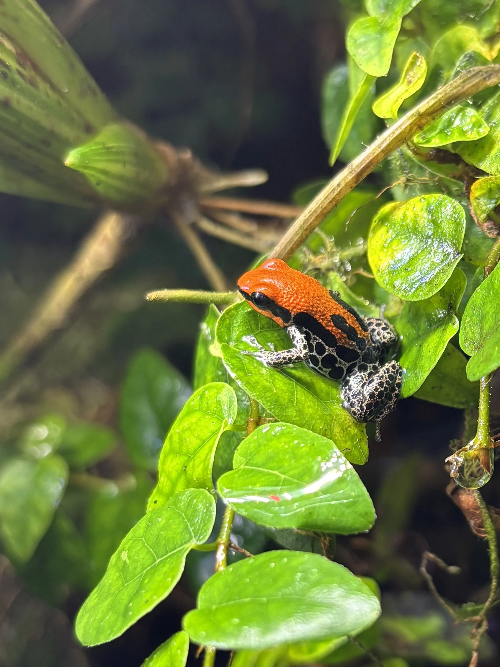 Ranitomeya reticulata "Red-faced"