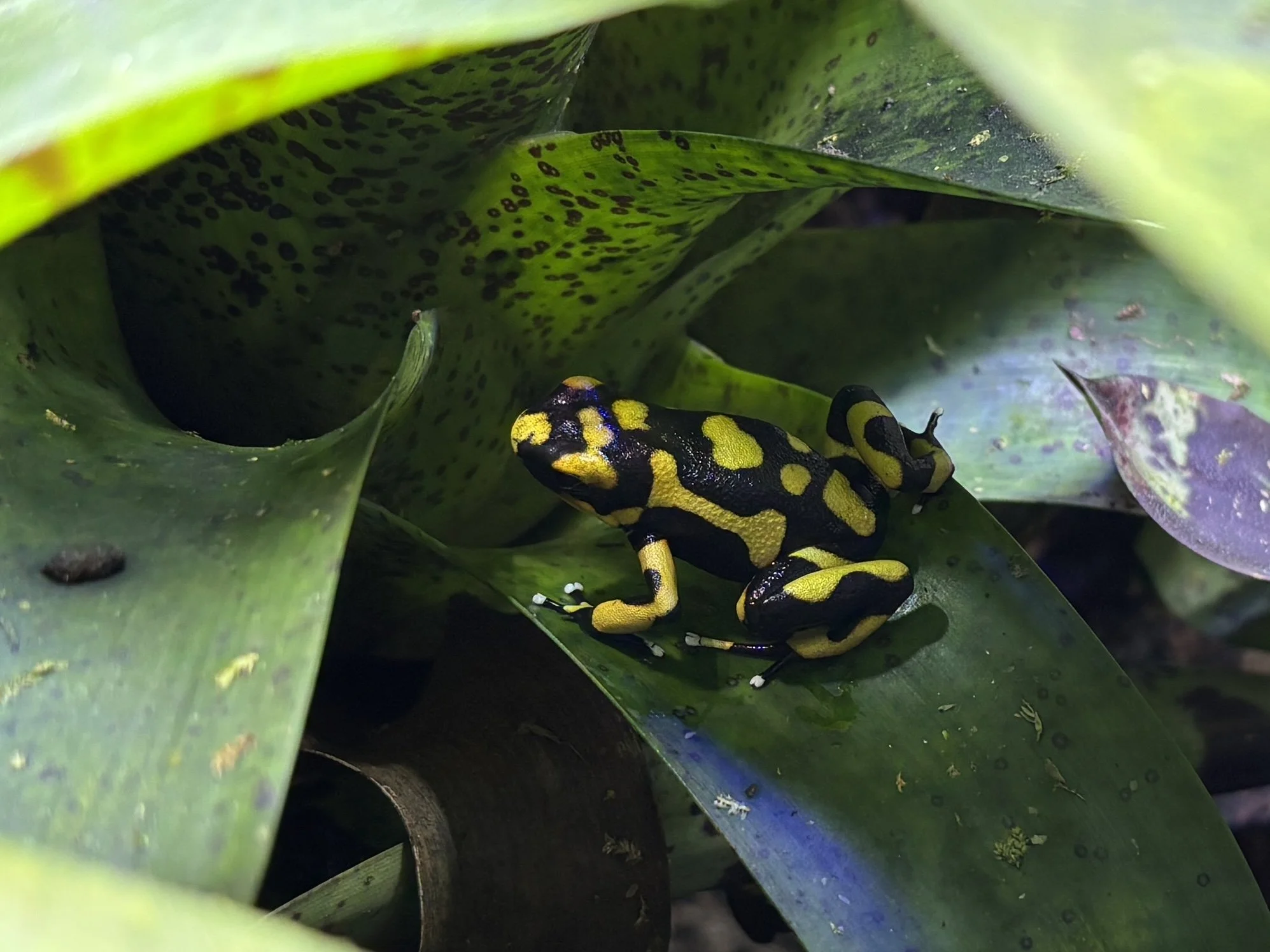 Oophaga lehmanni "Yellow"