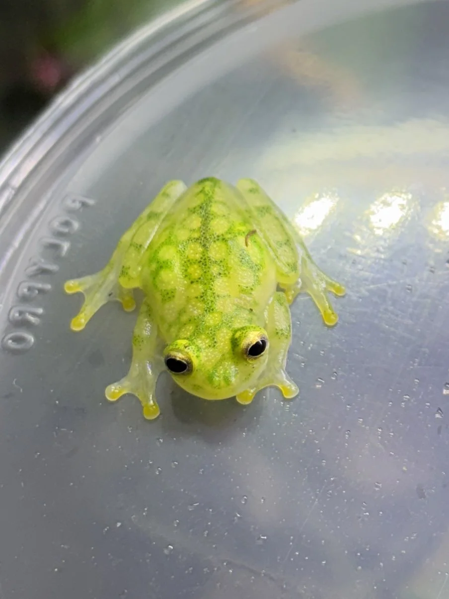 Hyalinobatrachium valerioi - Glass Frog