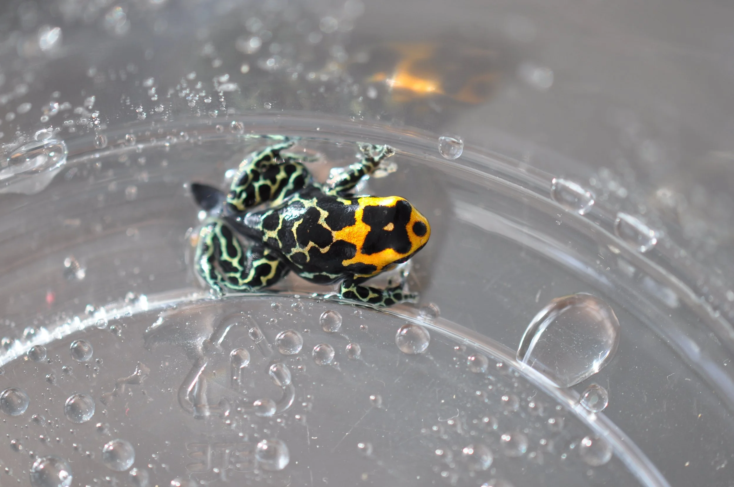 Ranitomeya fantastica 'Lowland' froglet
