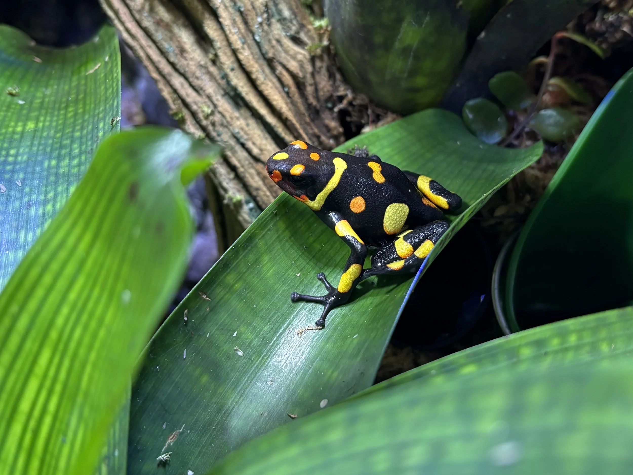 Oophaga anchicayensis "Pacasi"