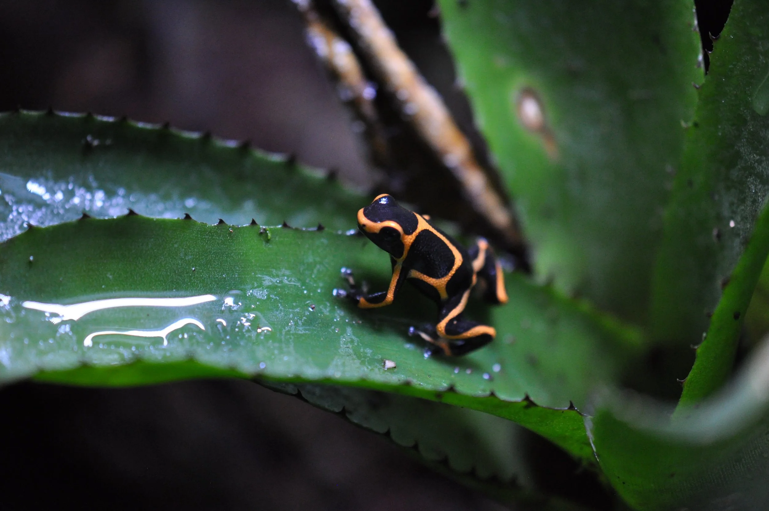 Ranitomeya imitator 'Banded'